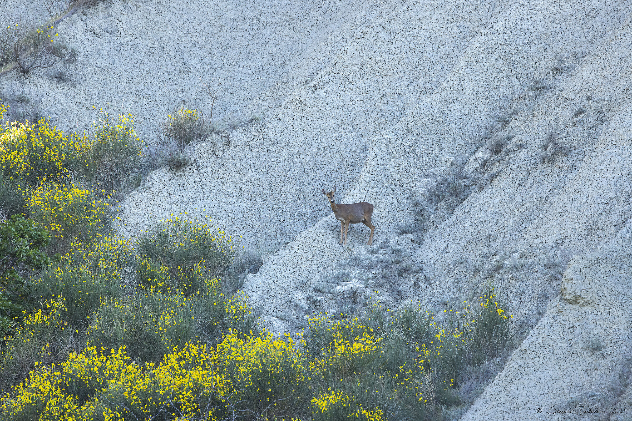 Tra Calanchi e Ginestre