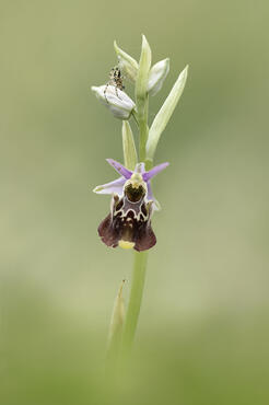Ophrys holosericea