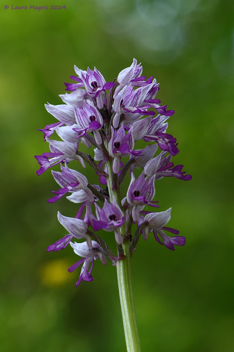 Military orchid "Orchis Militaris"