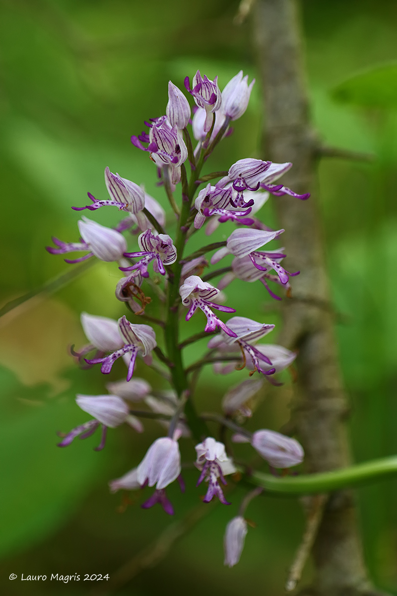 Orchis militaris