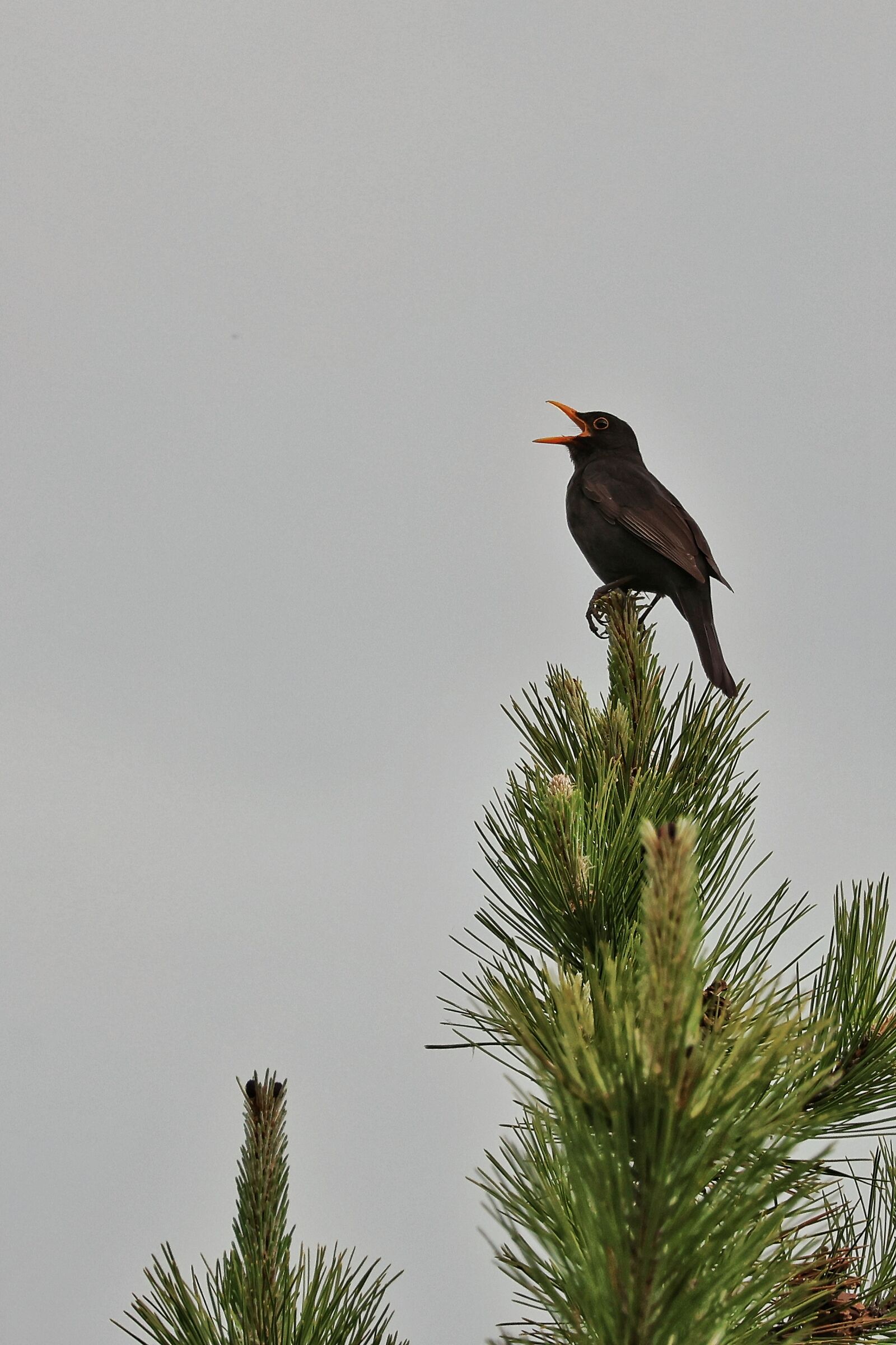 Turdus merula