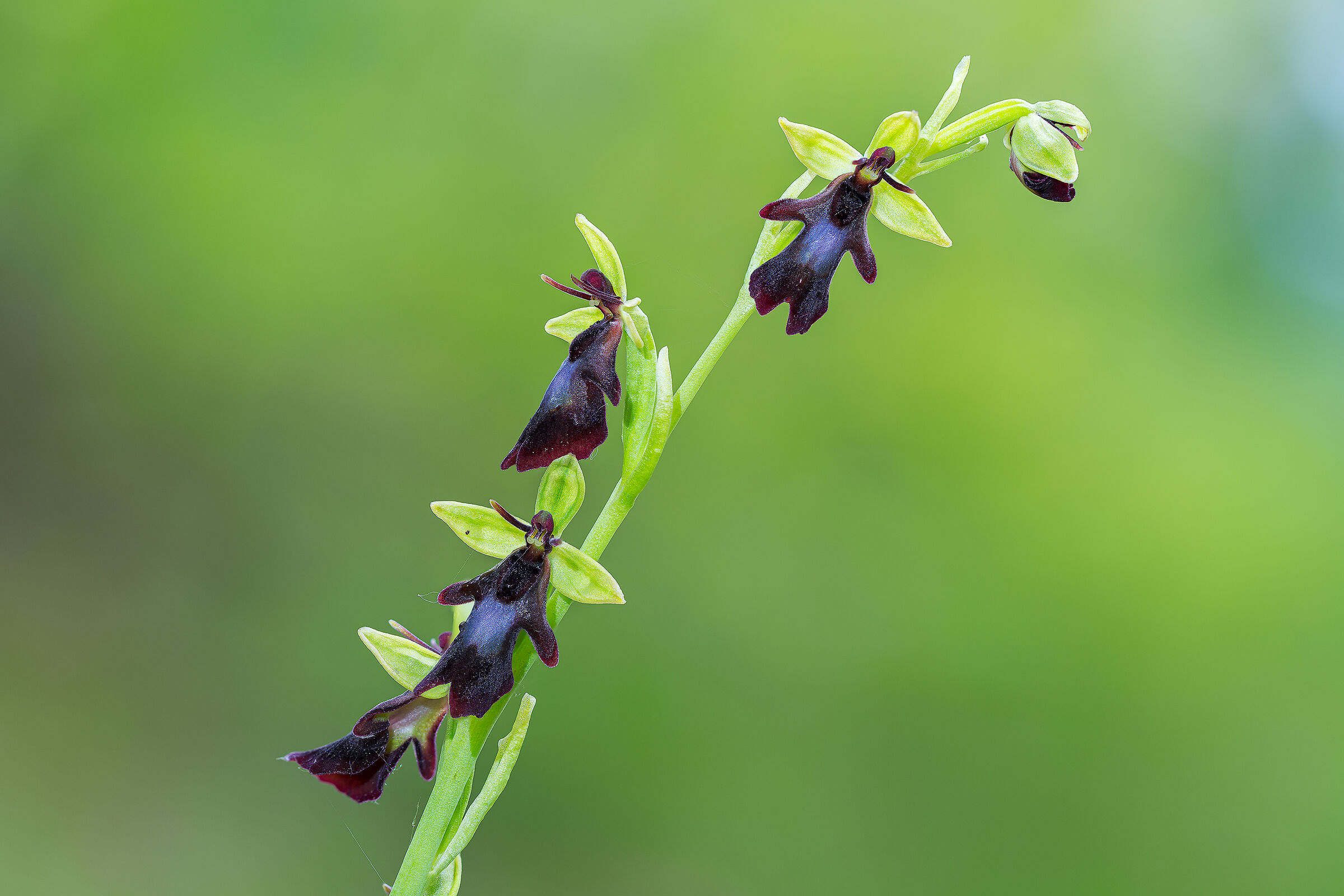 Ophrys insectifera
