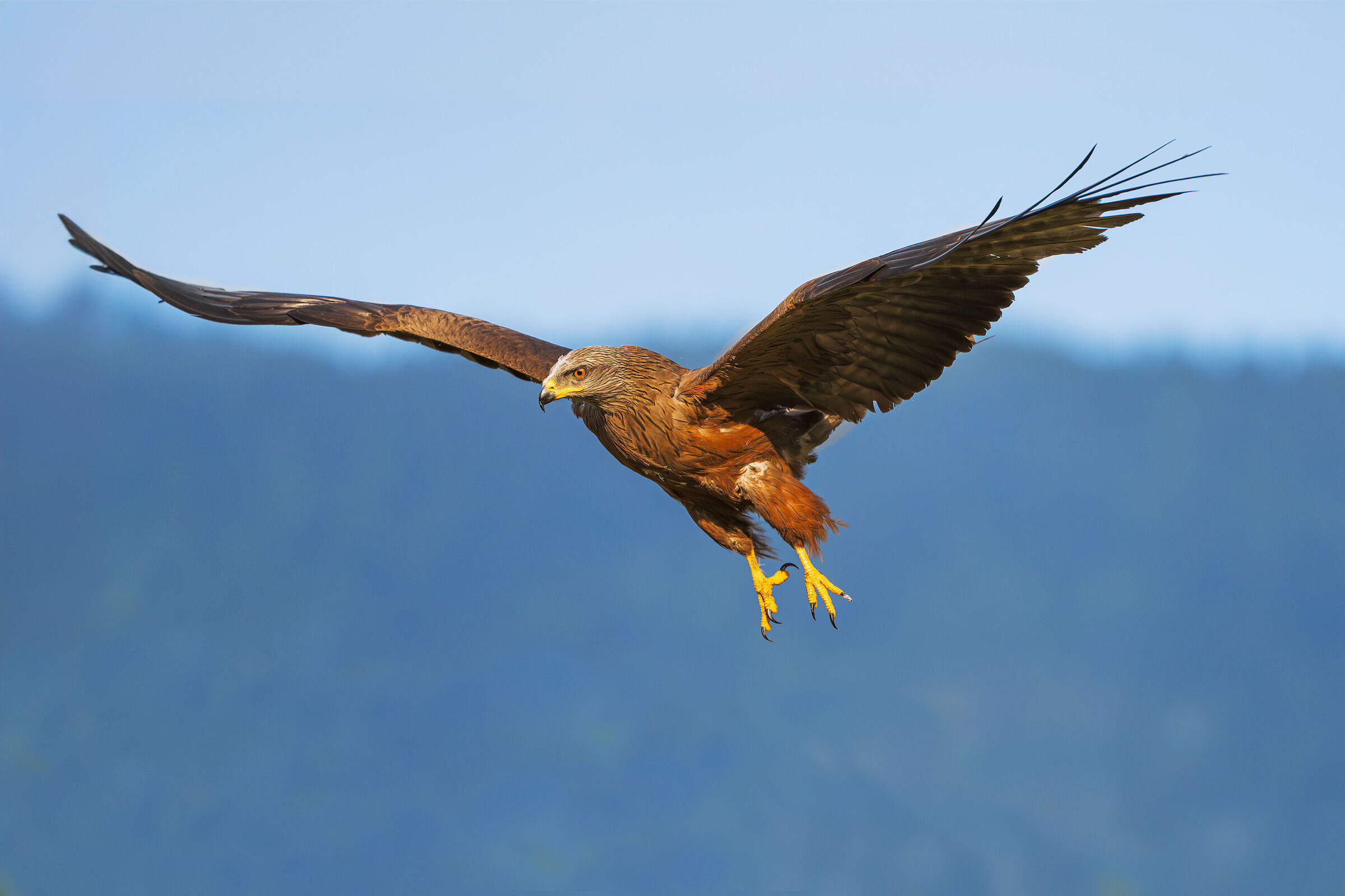 Black kite