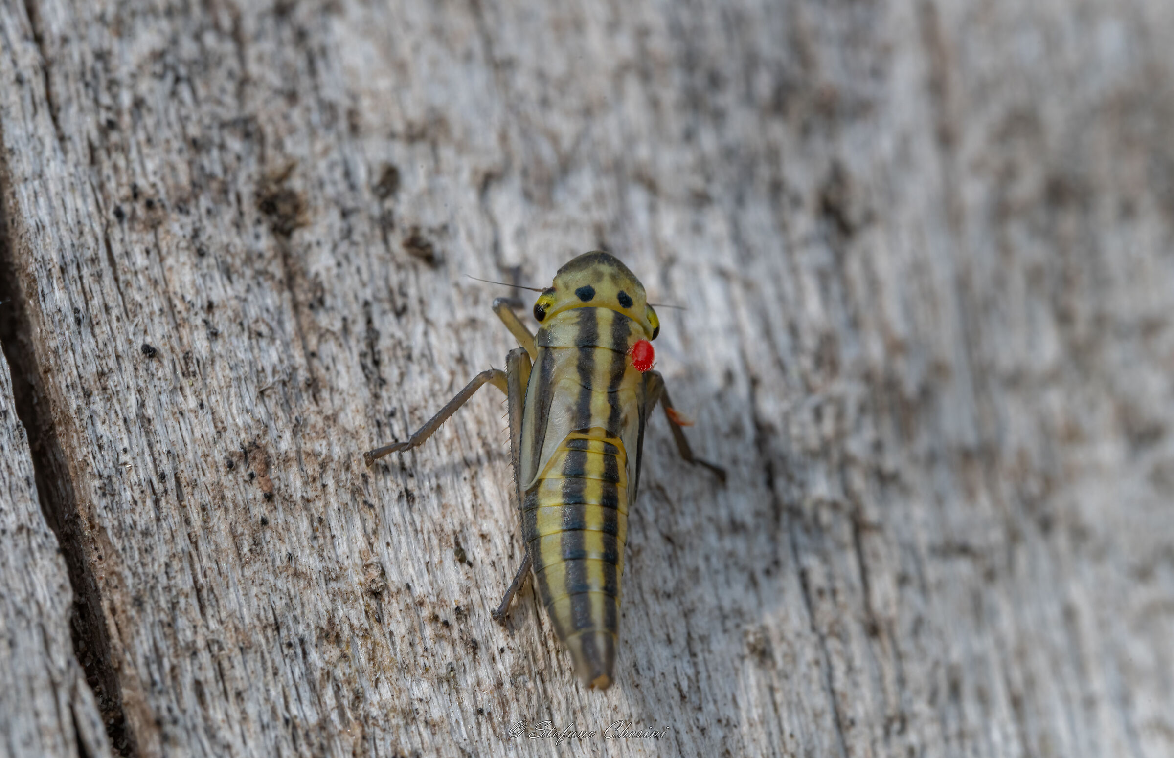 Leafhopper and parasite