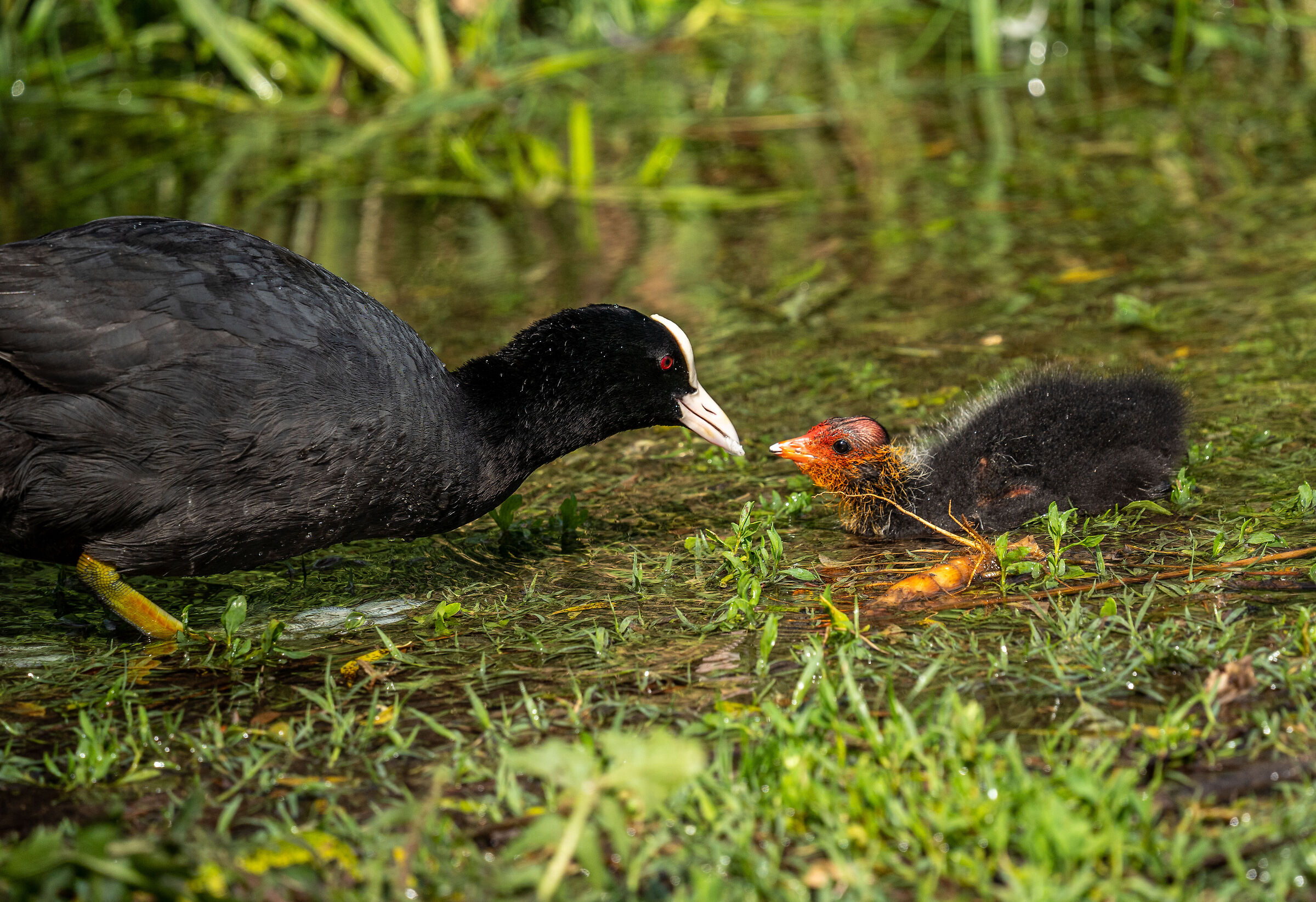 la folaga e il suo piccolo