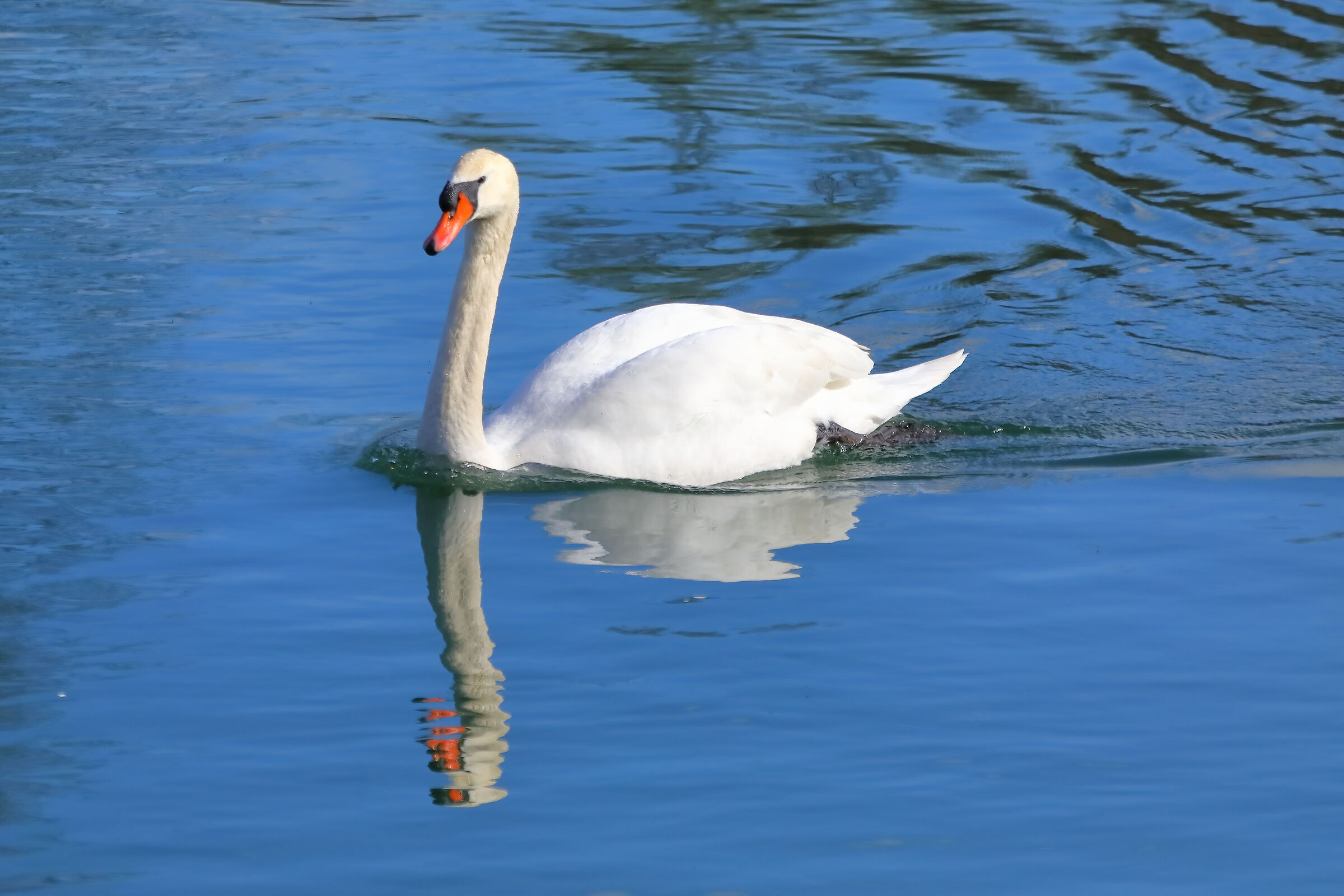 Swan R 11 March 2024 - 0100