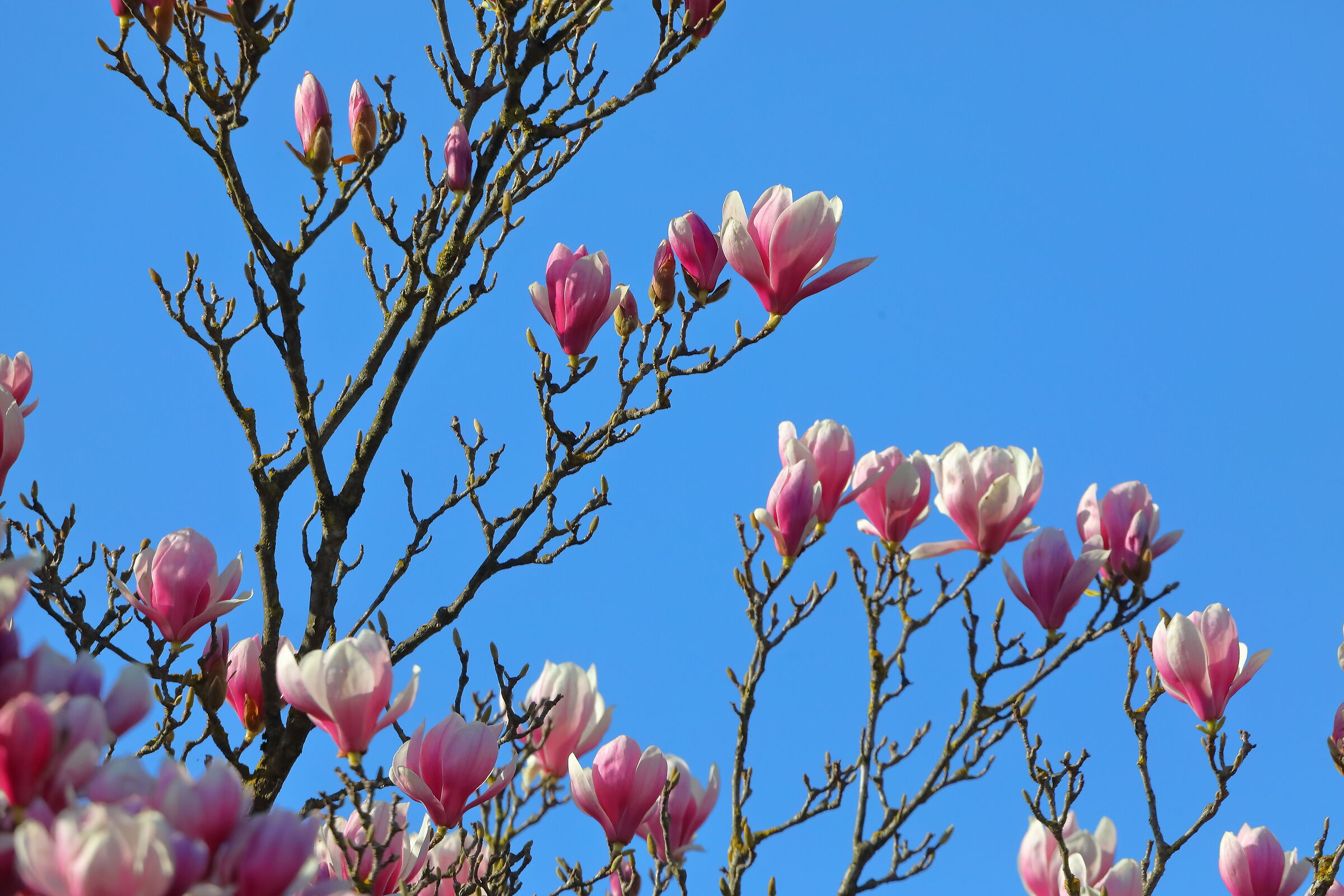 Magnolia 11 March 2024 - 0168