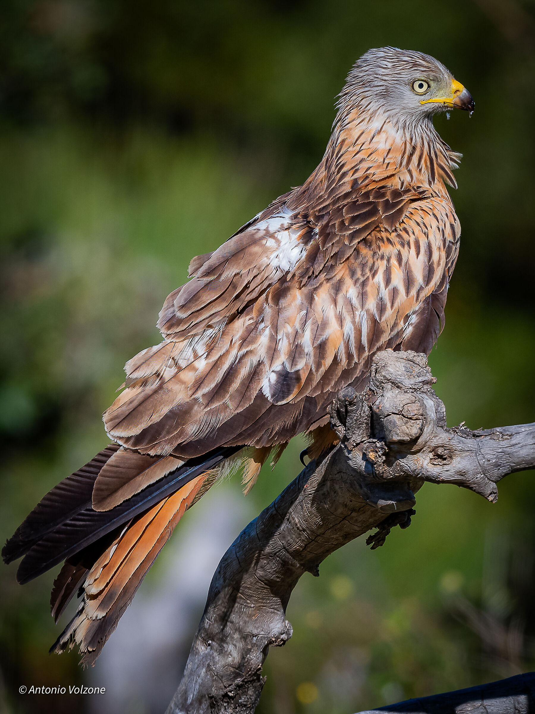 Red kite