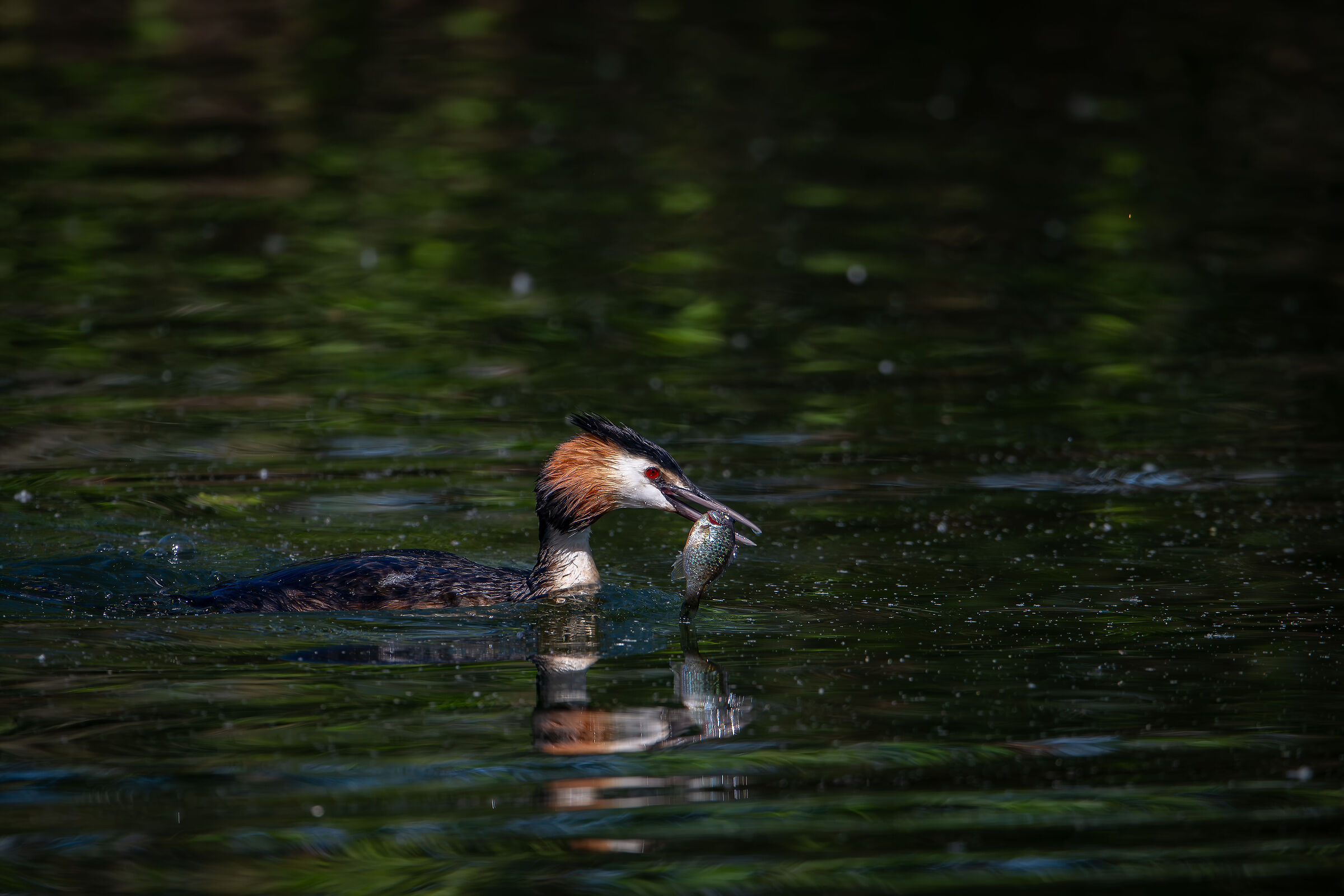 Grebe