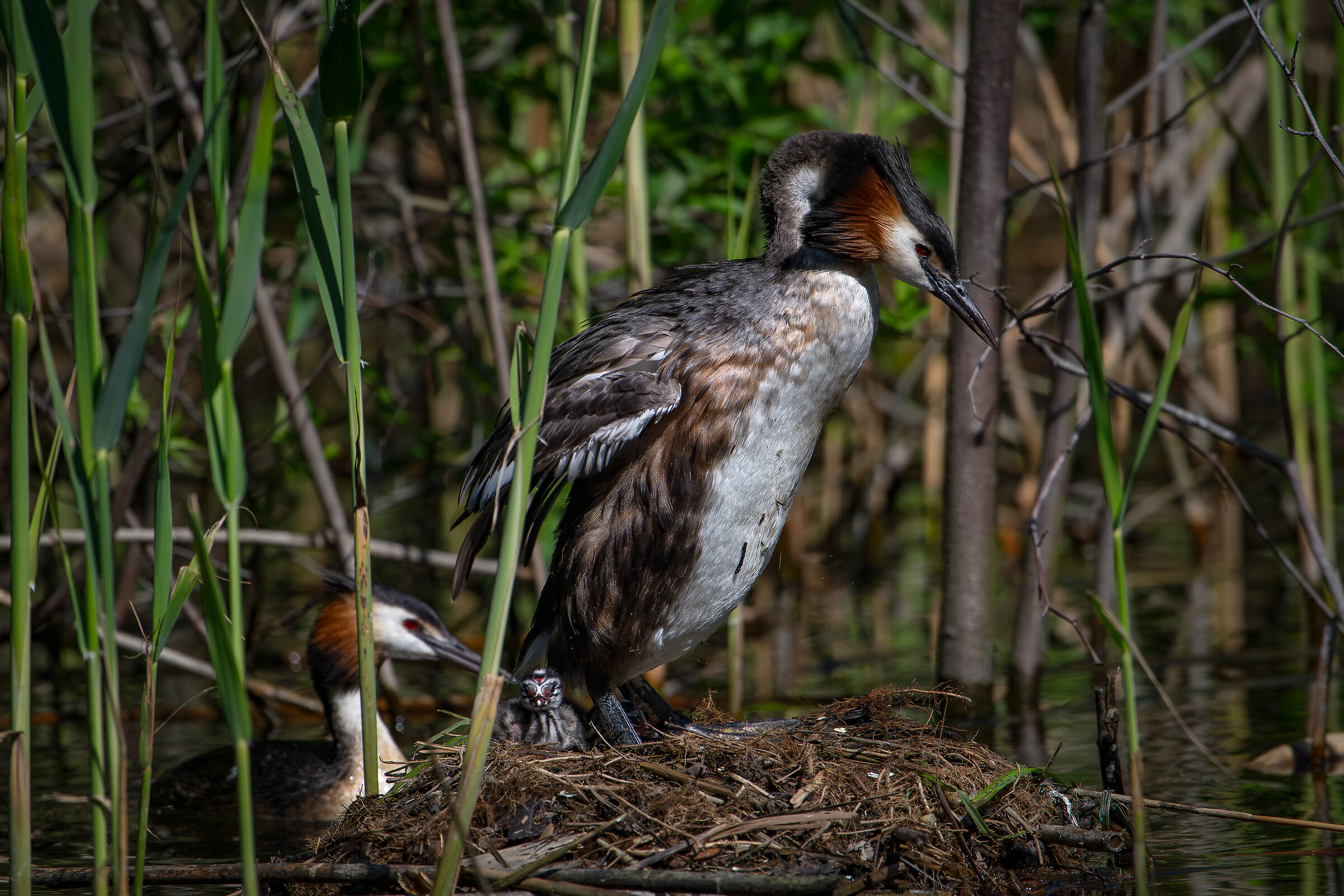 Grebes April 2024 Lecco