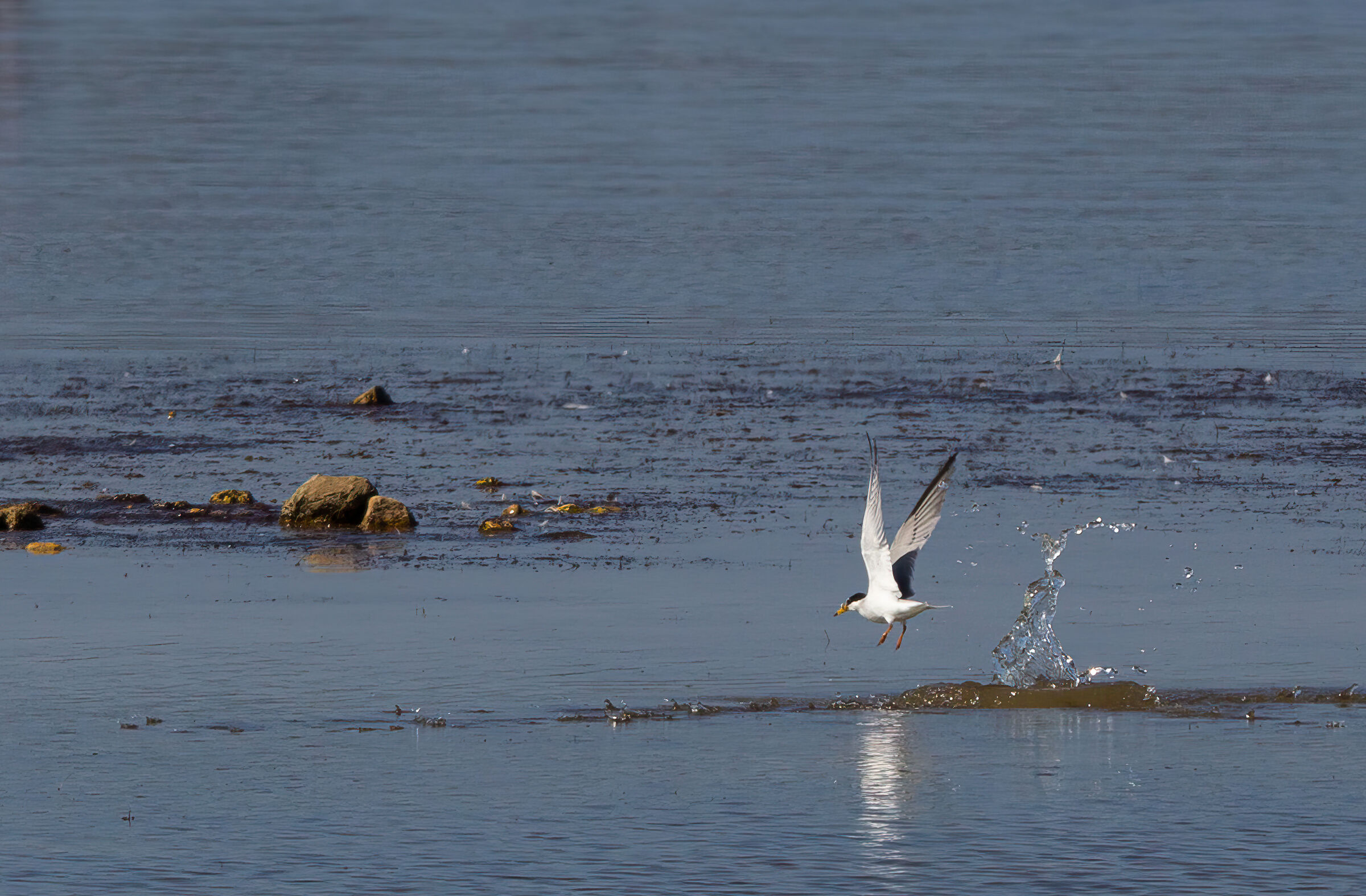 Little Tern in Fishing