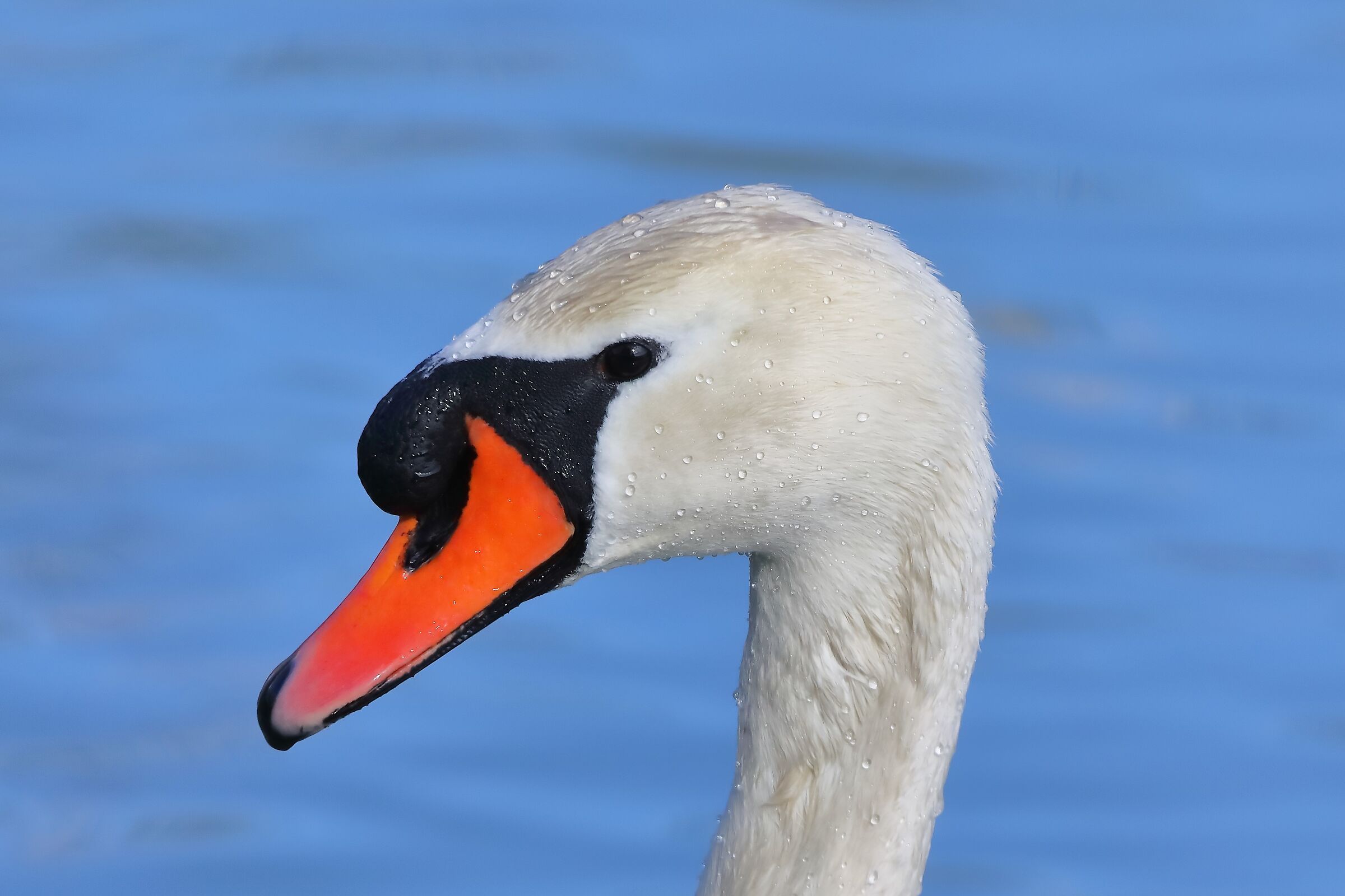 Swan R 11 March 2024 - 0109