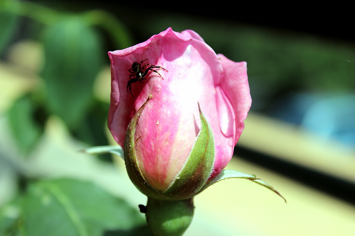 Spider on pink