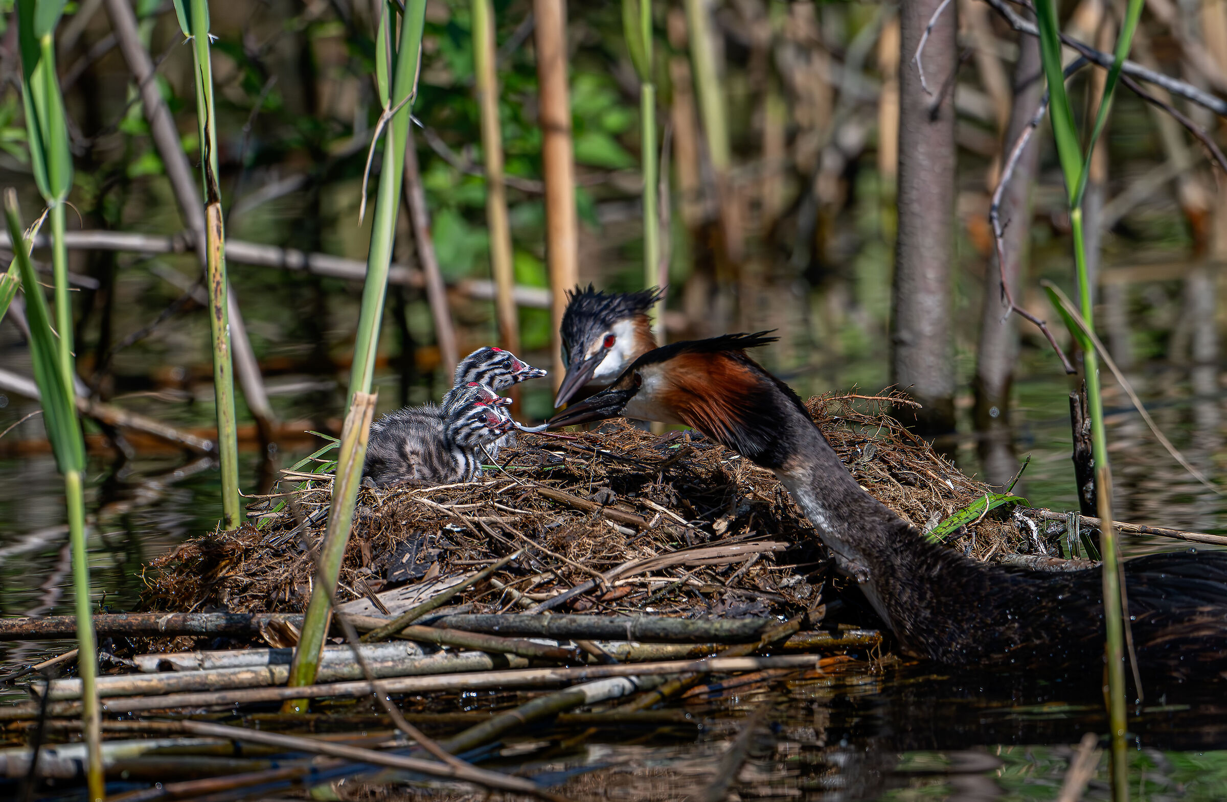 Grebe family