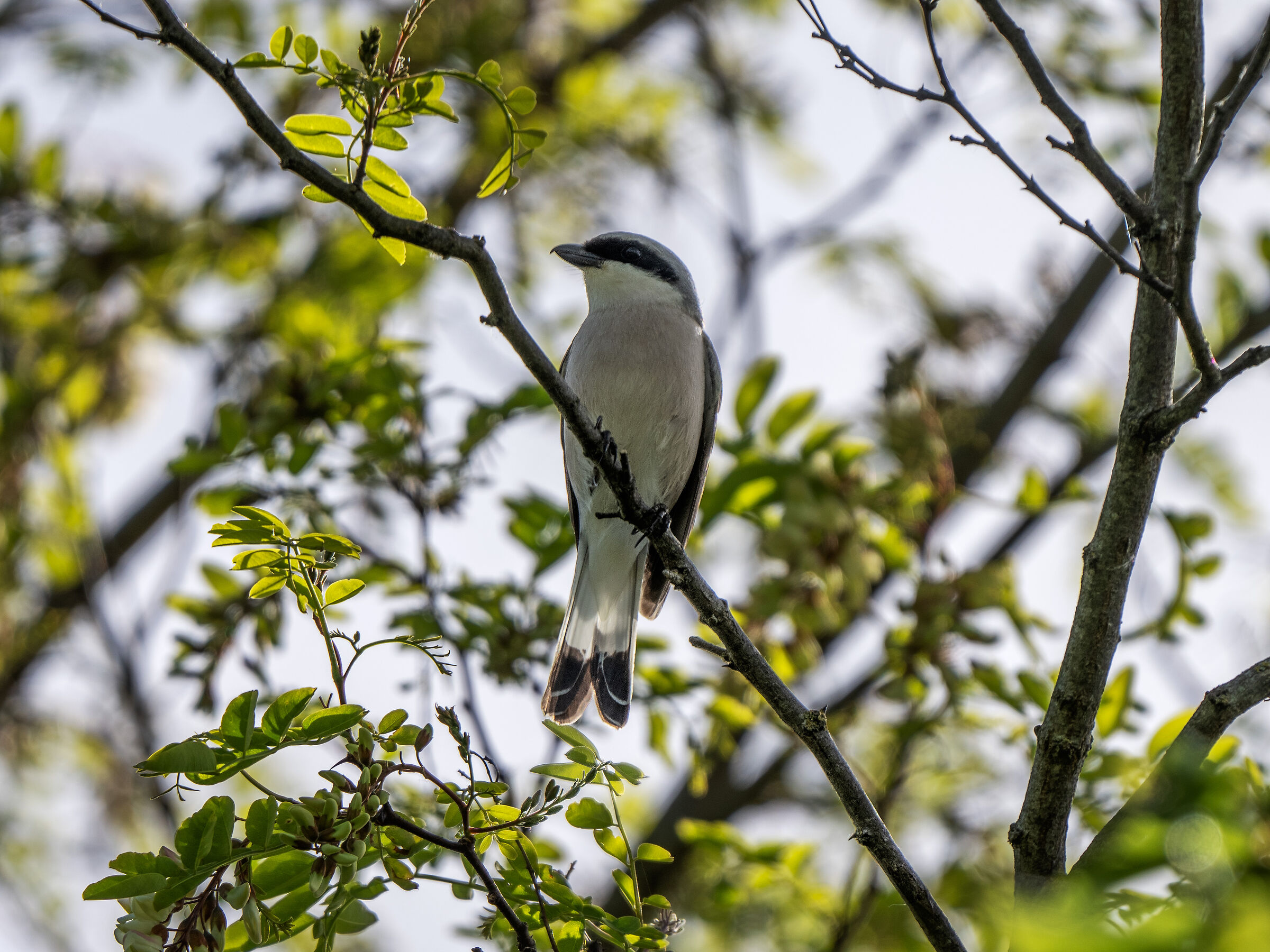 Red-backed shrike