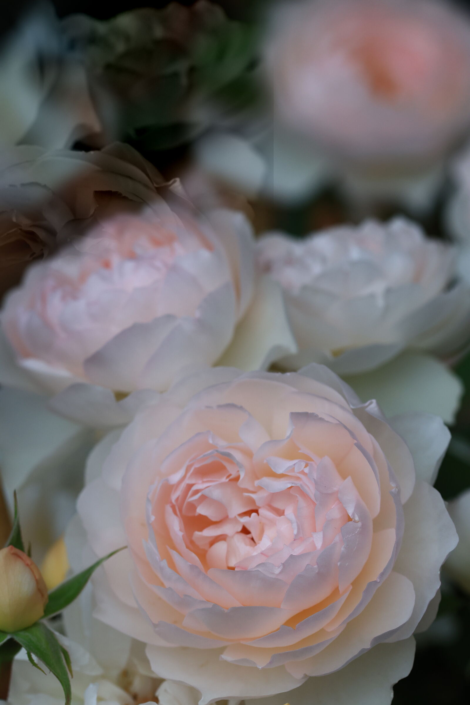 Gentle Hermione .Nuvola Rosa