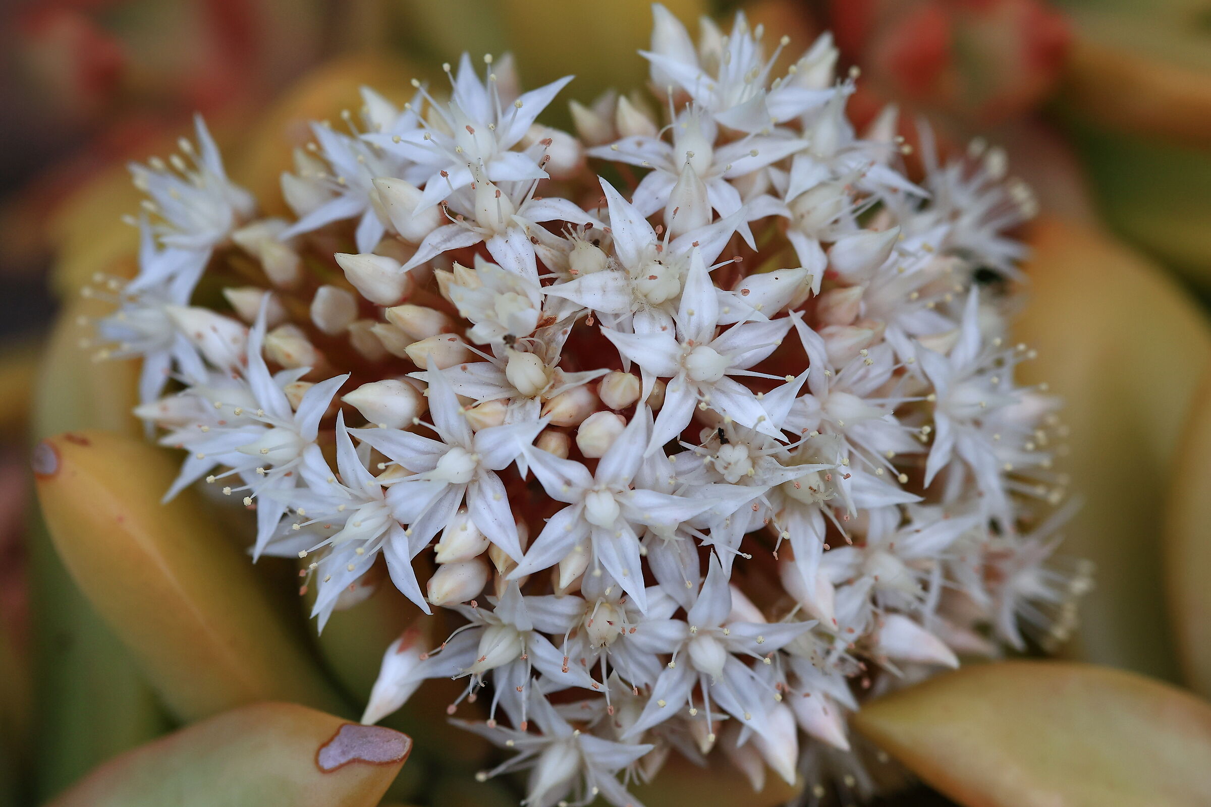 Crassula Arborescens .