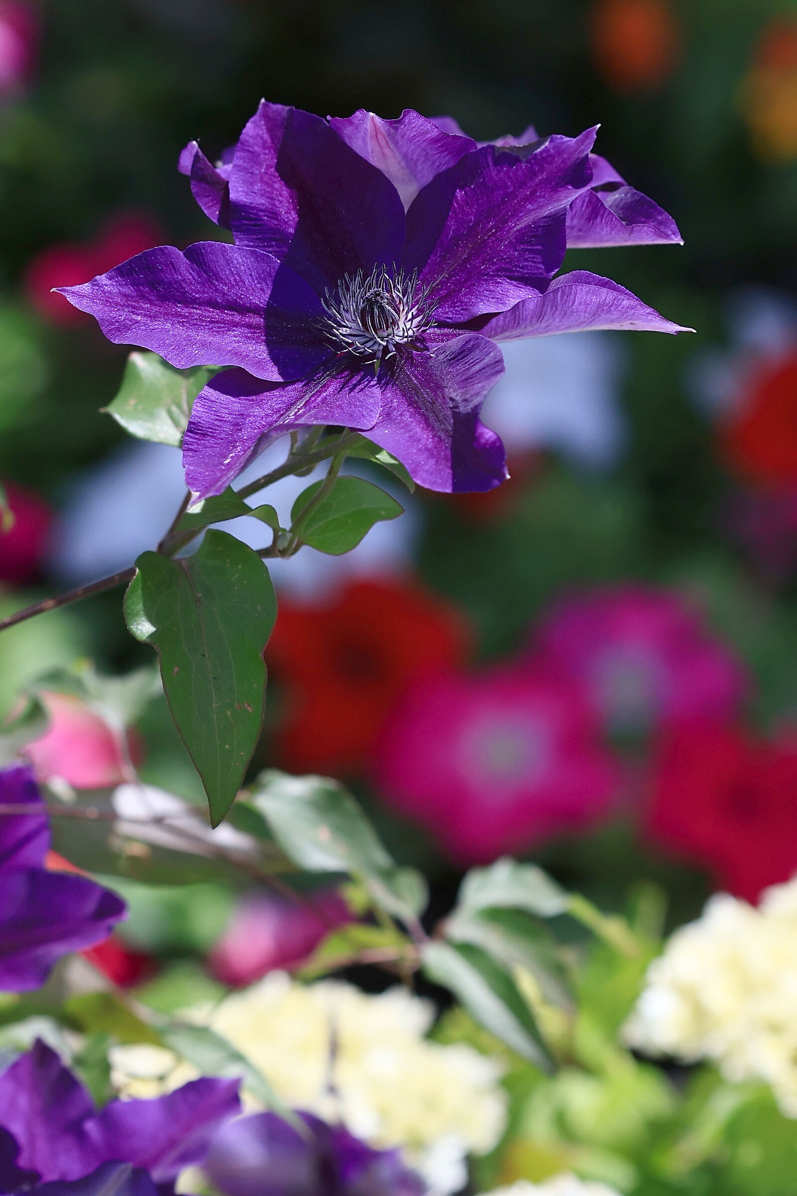 Clemantide "The President"