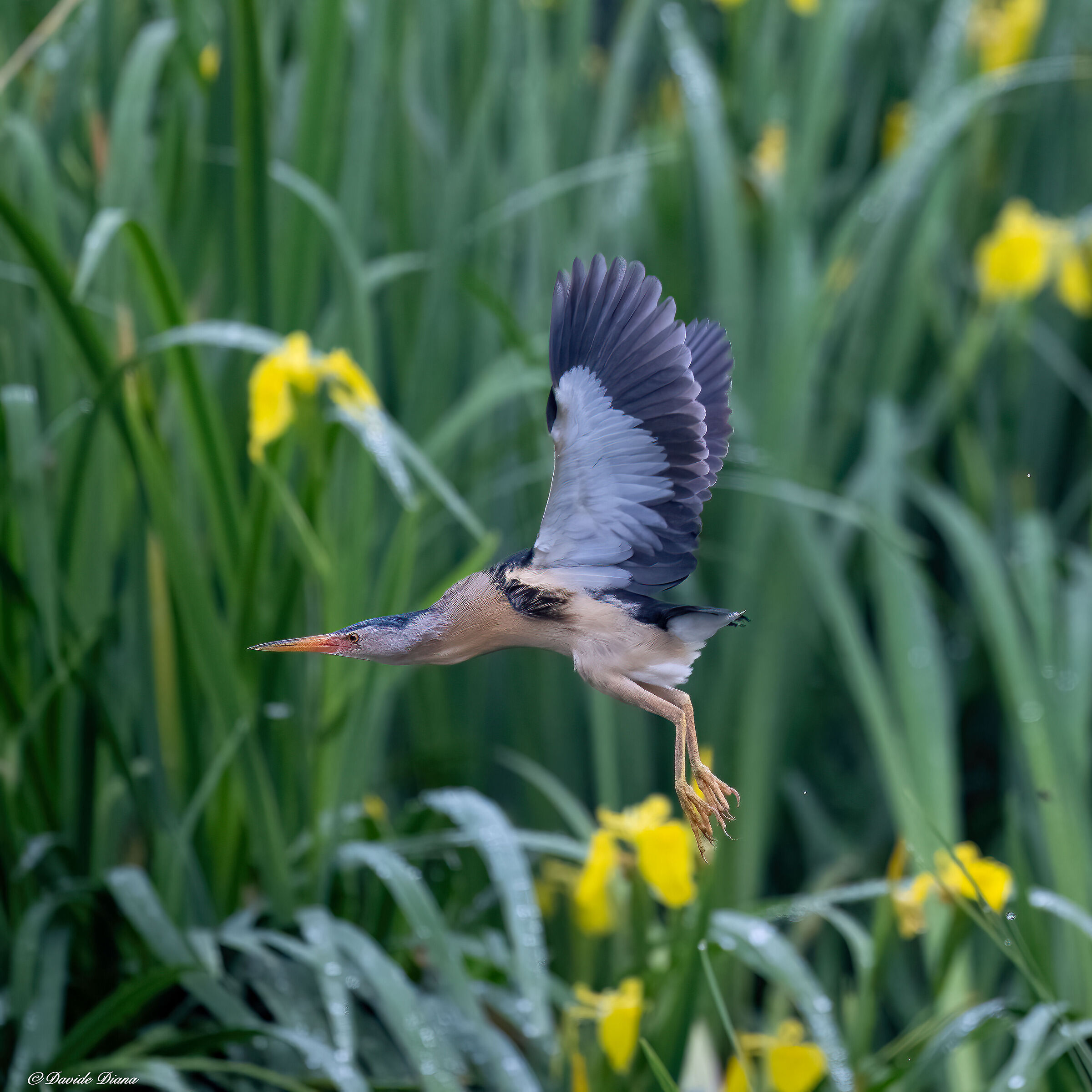 Little bittern