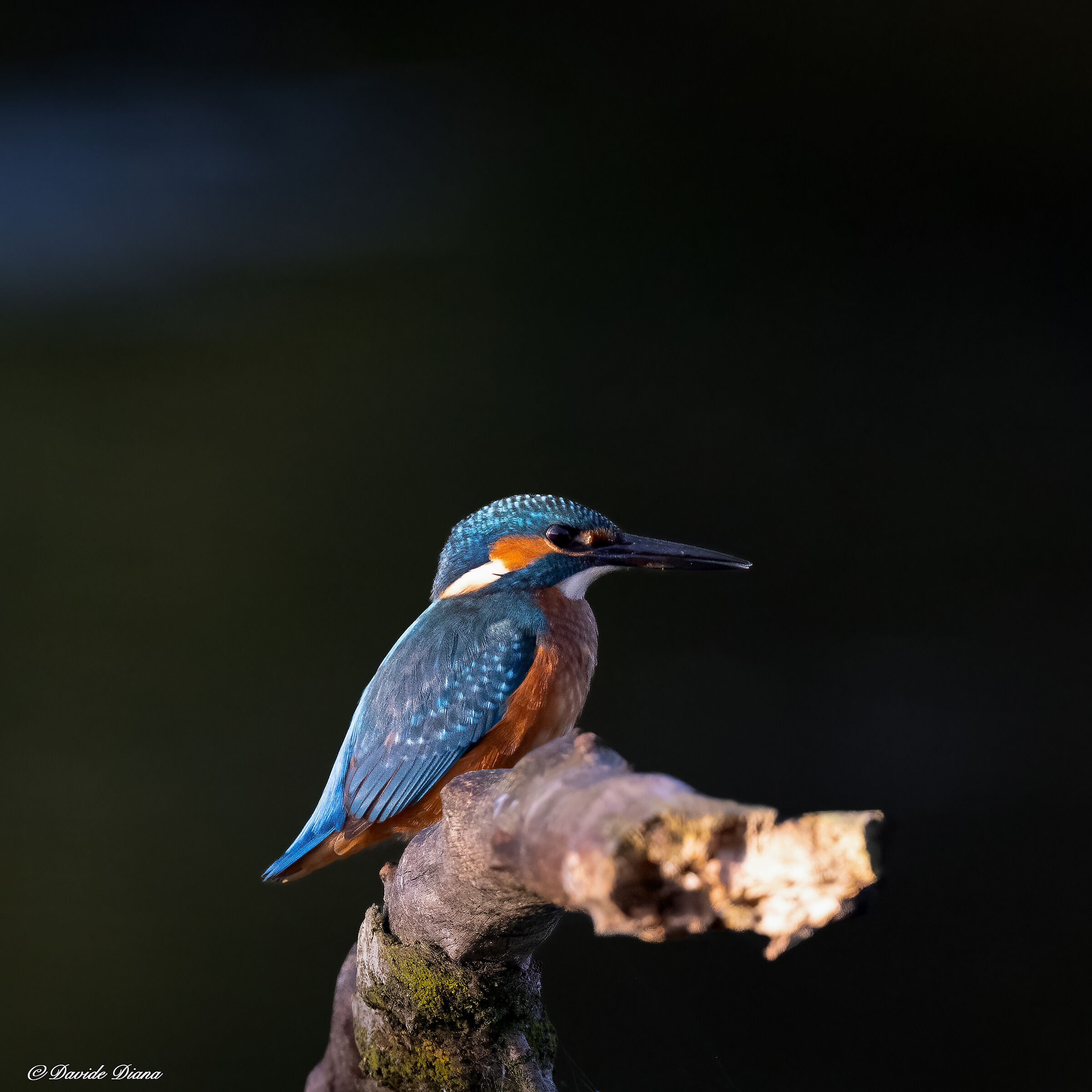Martin Pescatore - Kingfisher