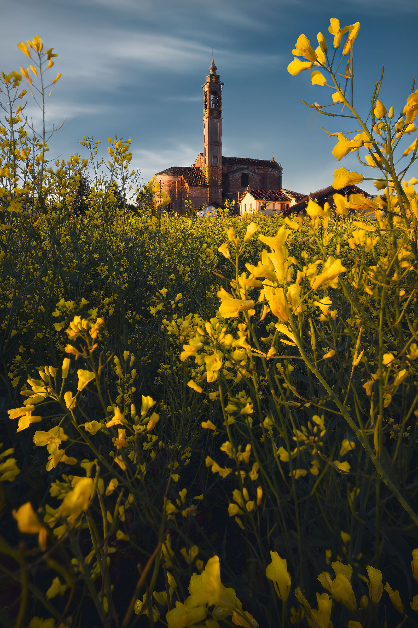 Yellow-Mellow