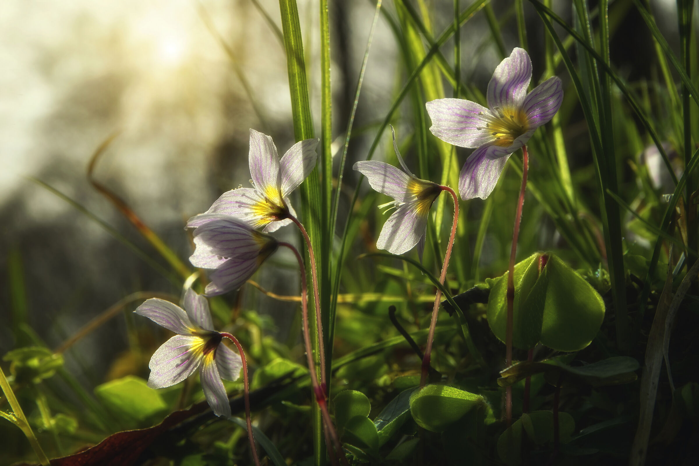 Trifoglio fortunato o Oxalis triangularis