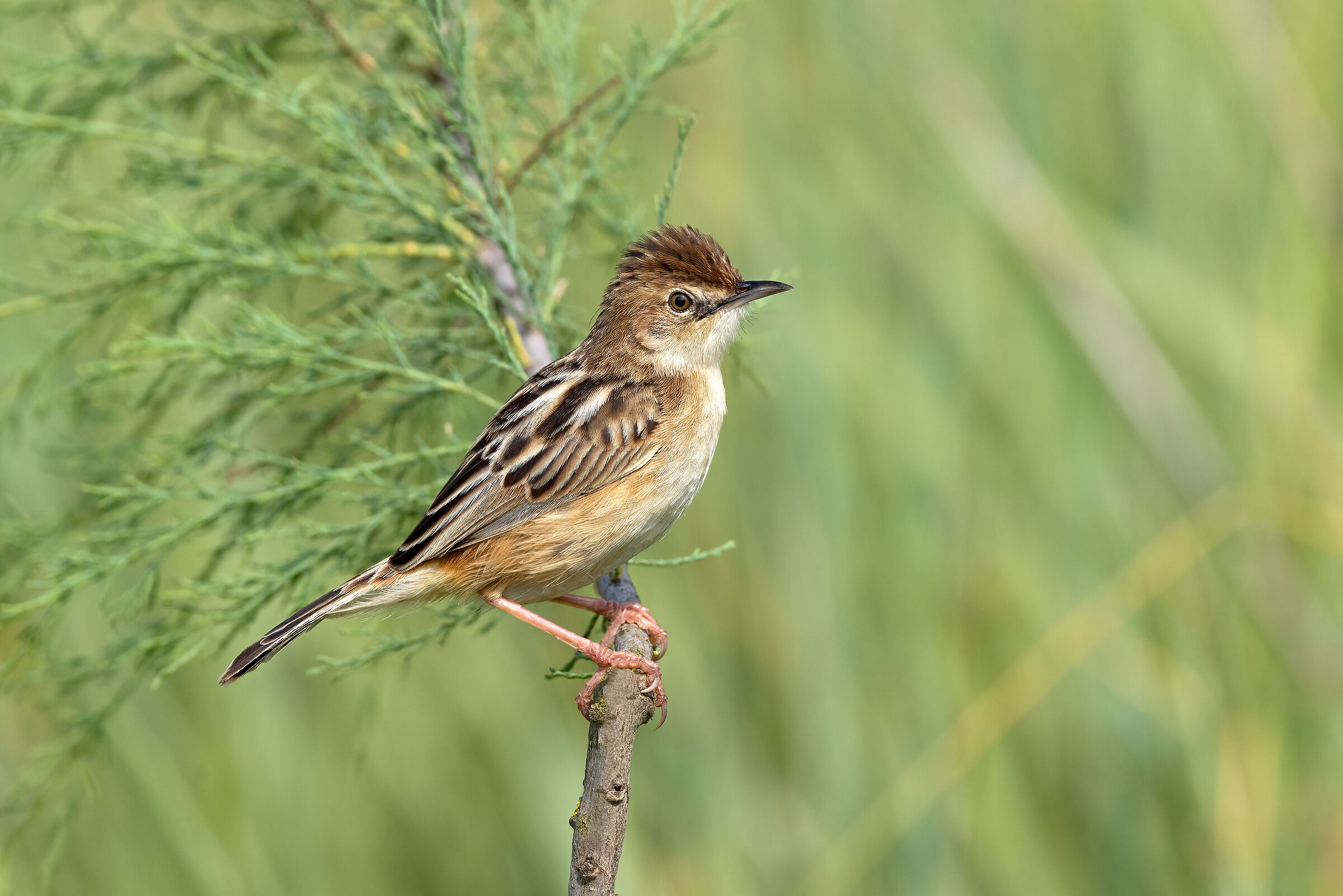 Flycatcher