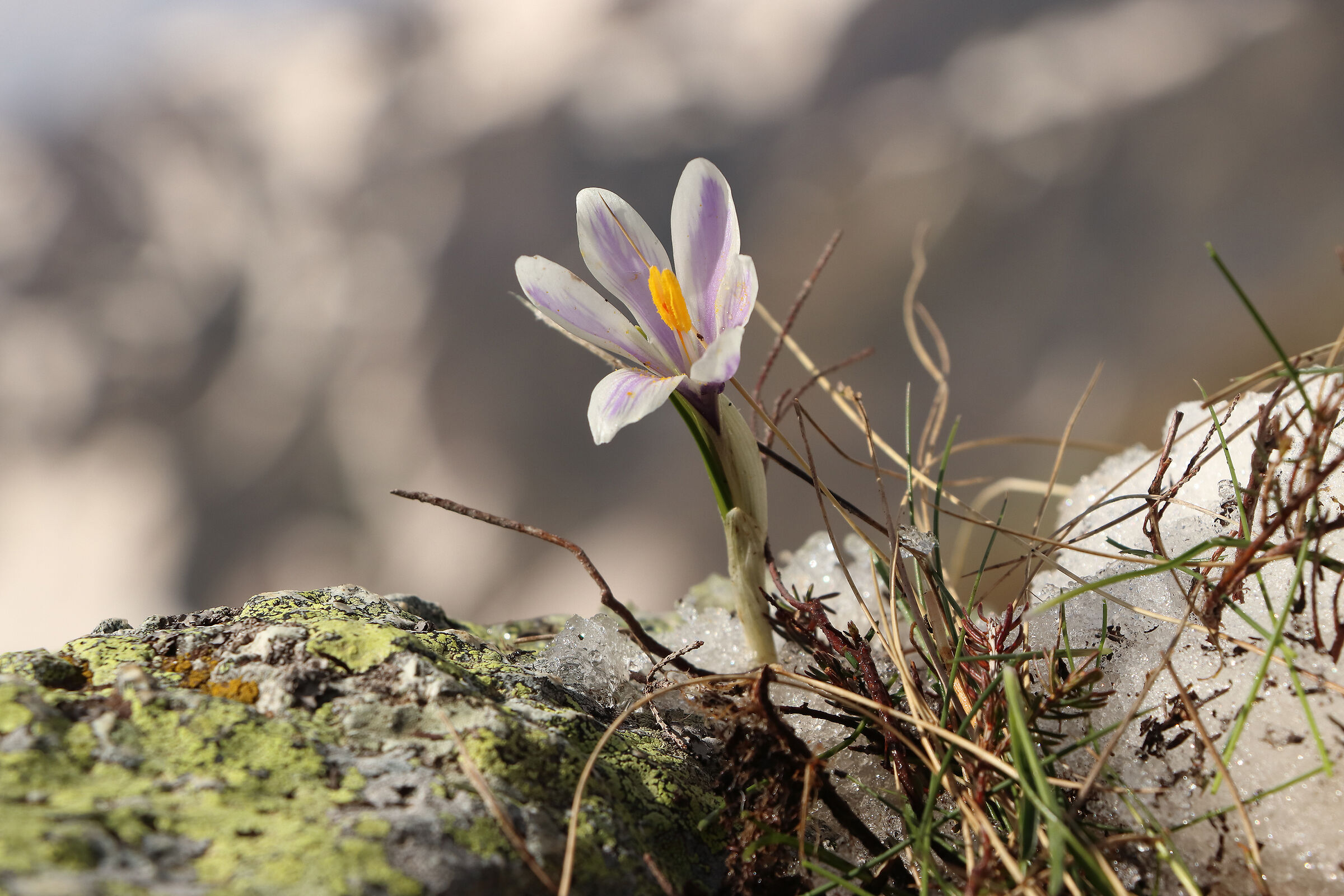 crocus- il  risveglio