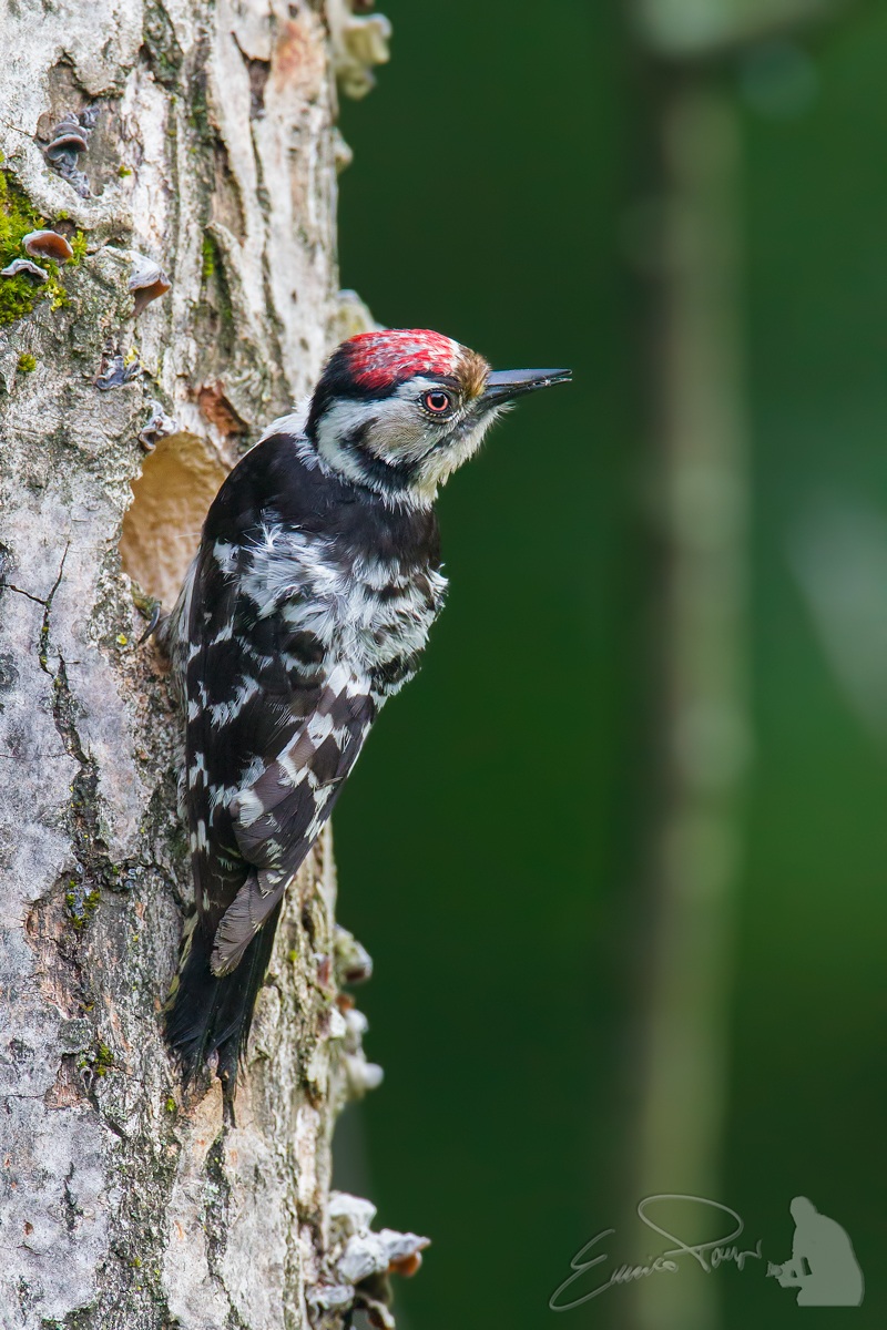 Lesser Spotted male high iso