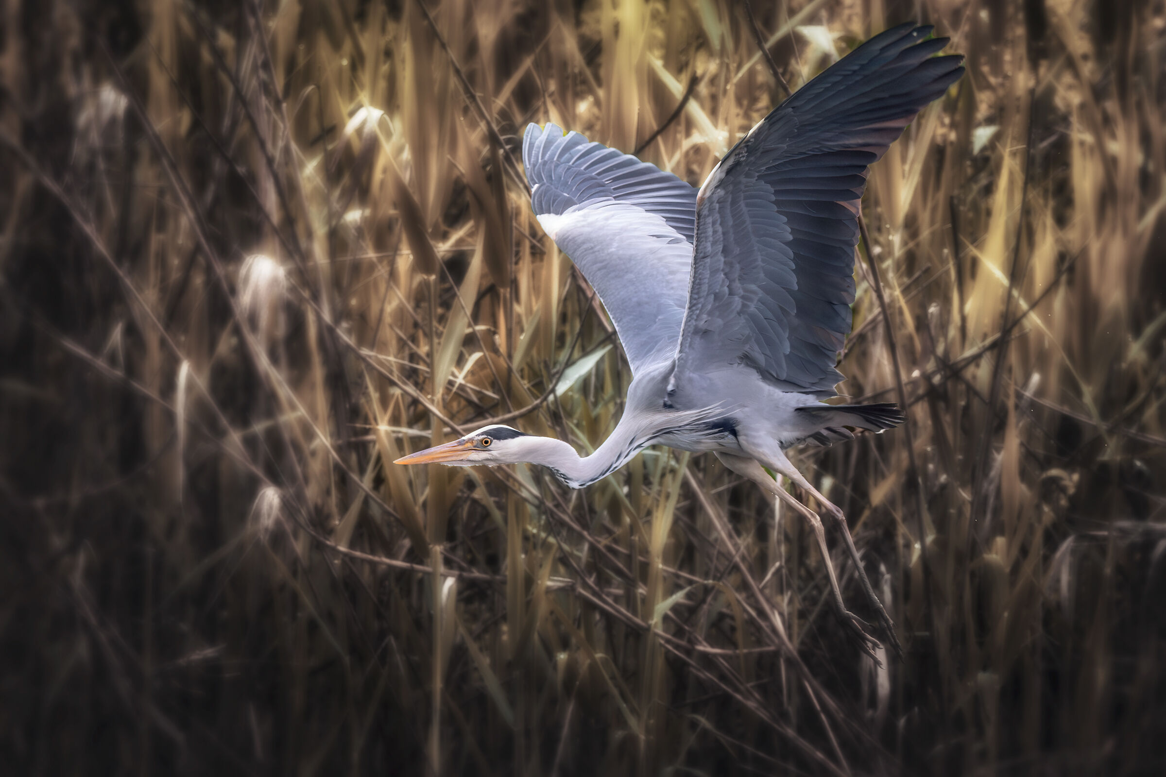 Heron
