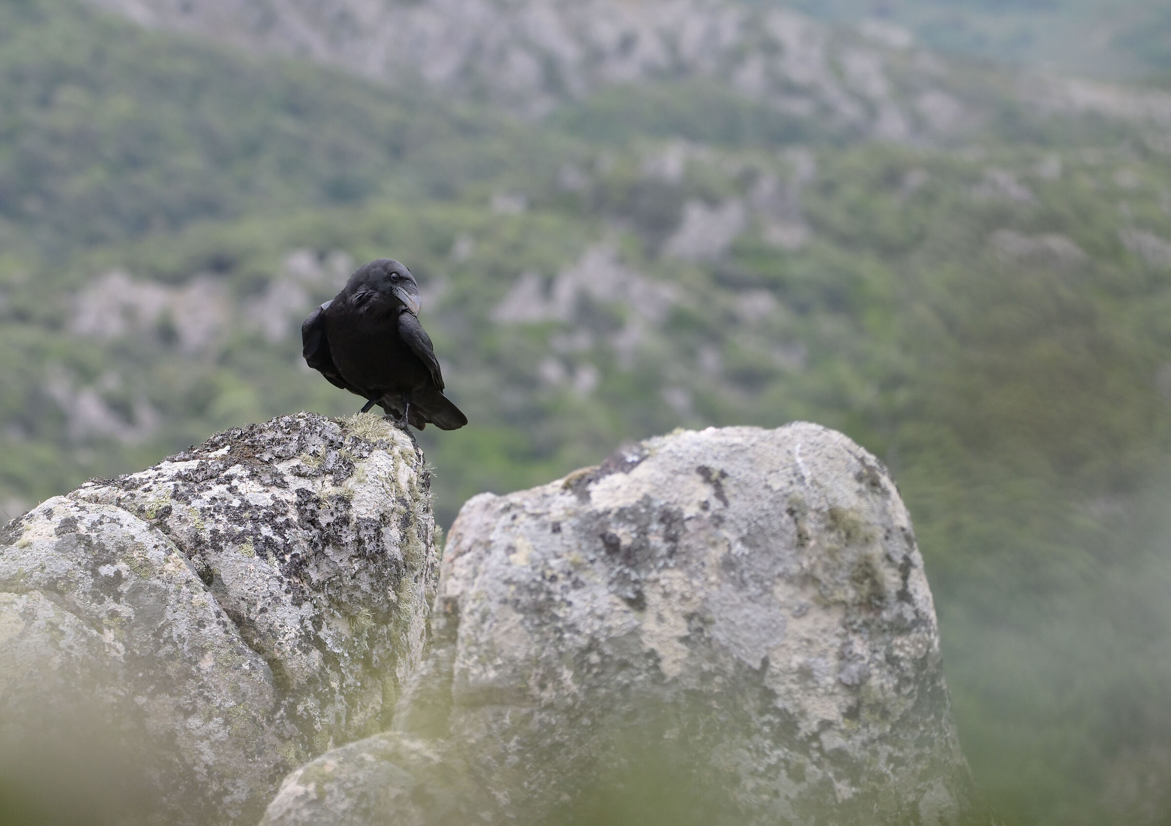 raven