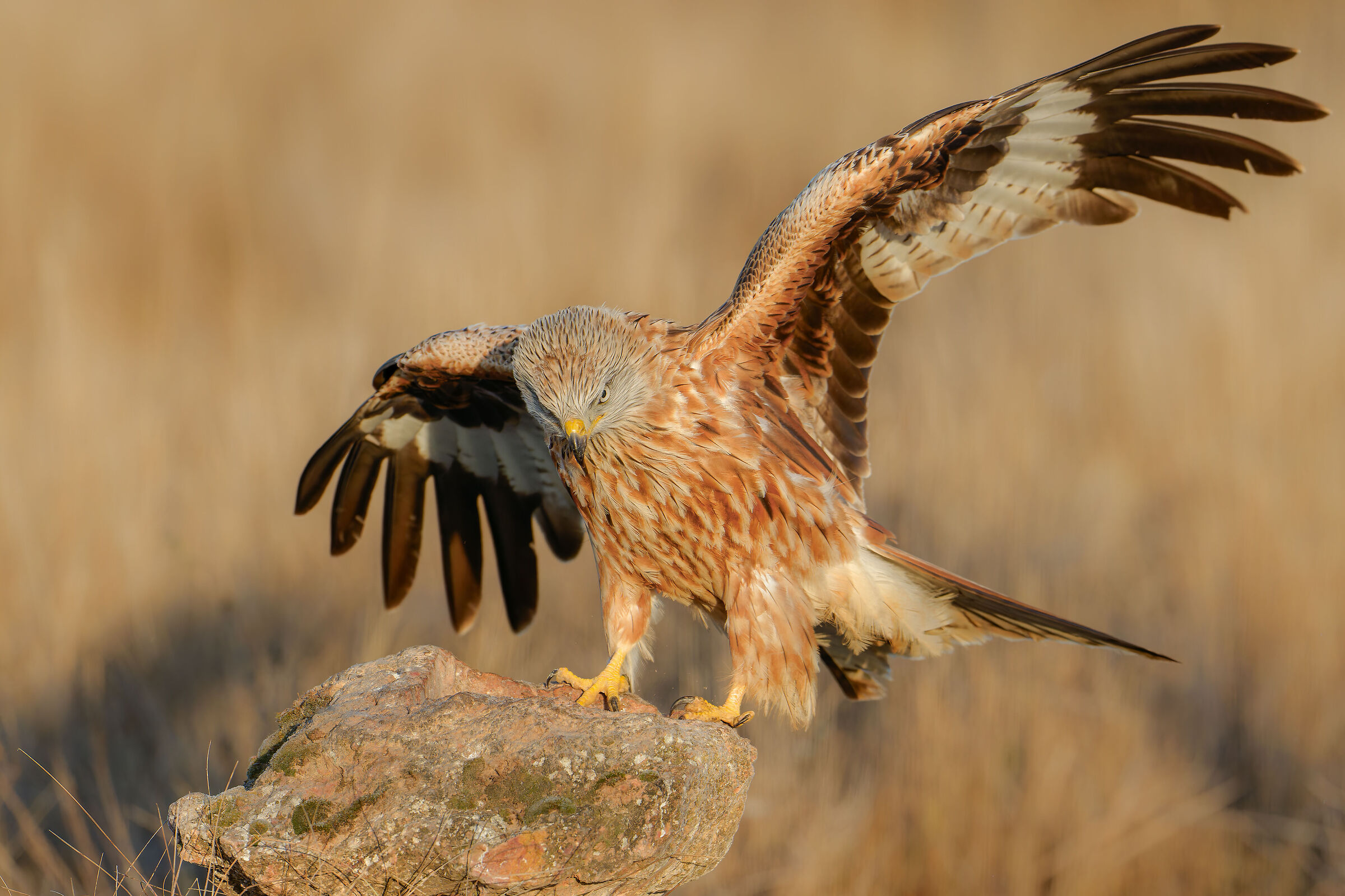 RED KITE