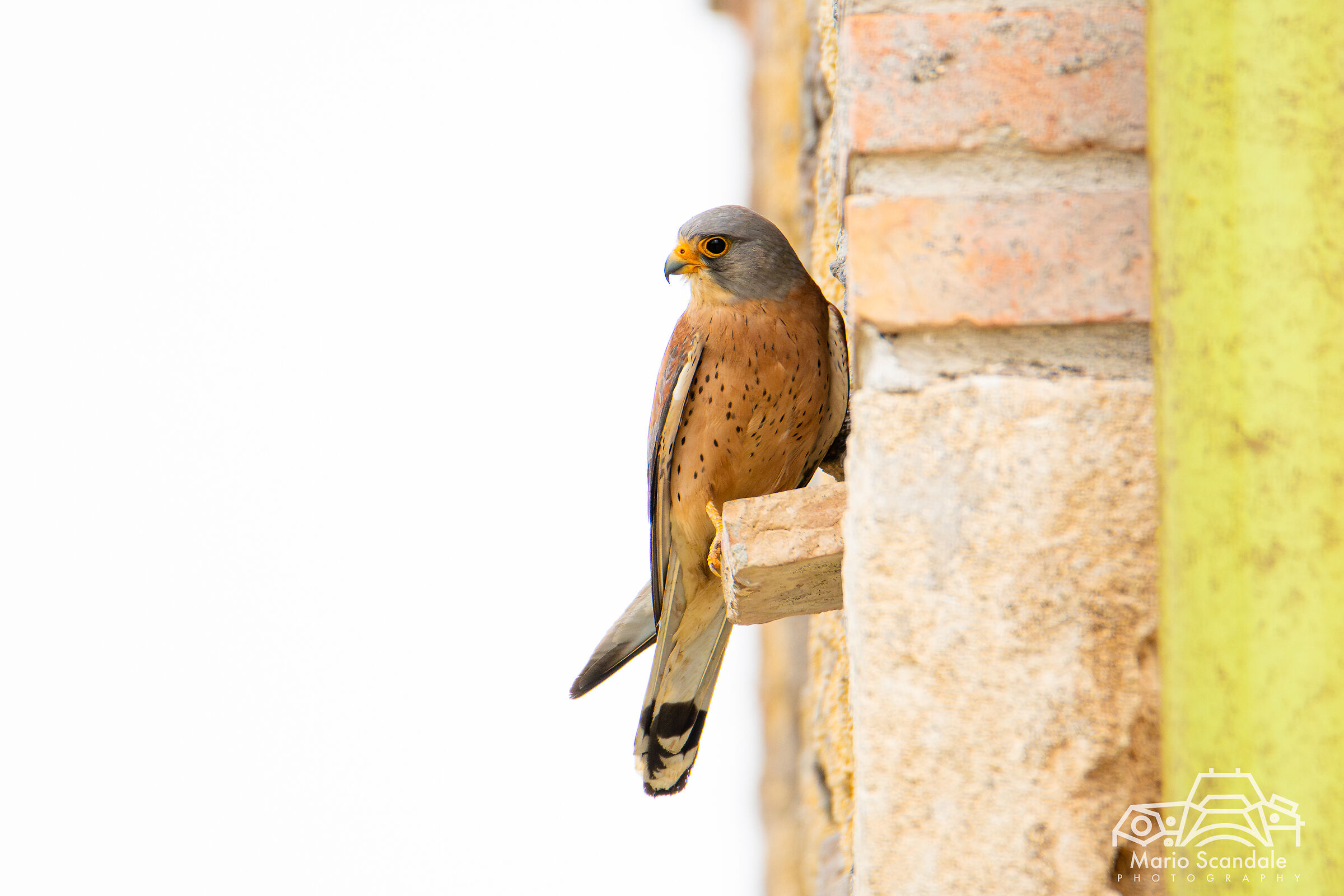 Falco naumanni