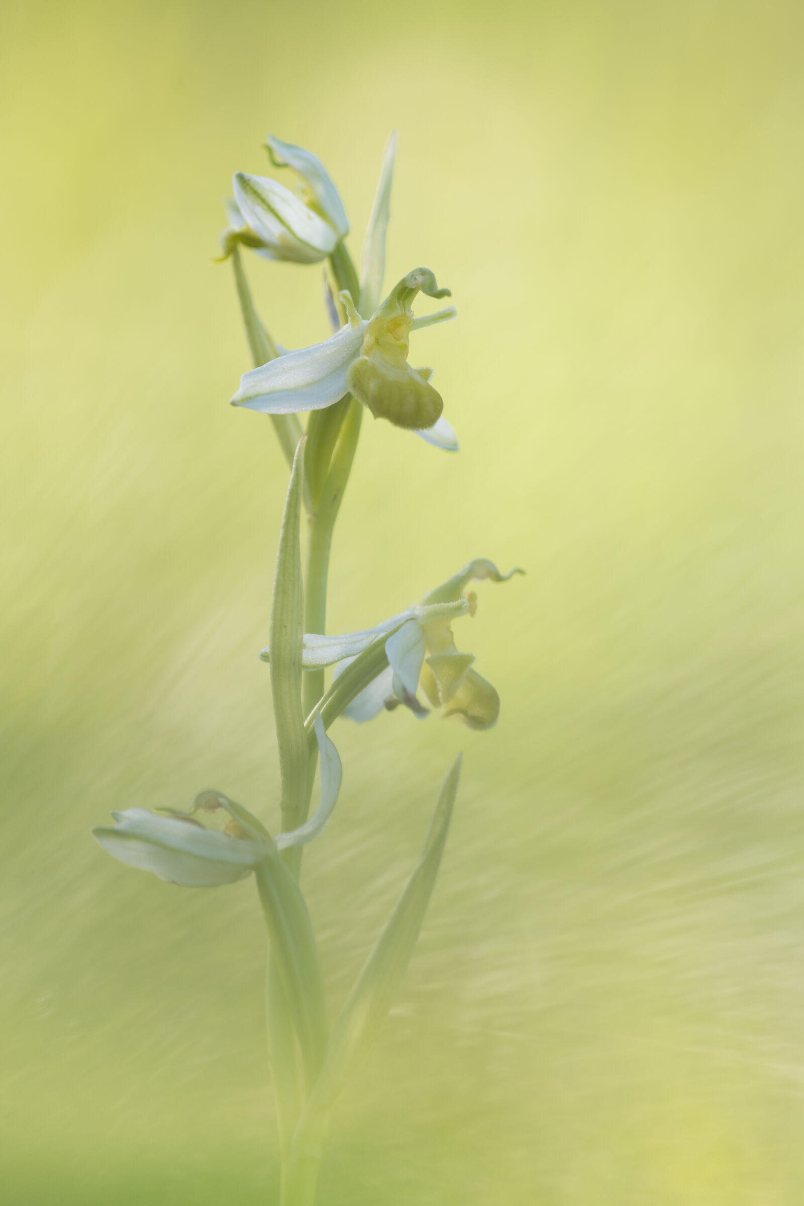 Ophrys Apifera var.chlorantha