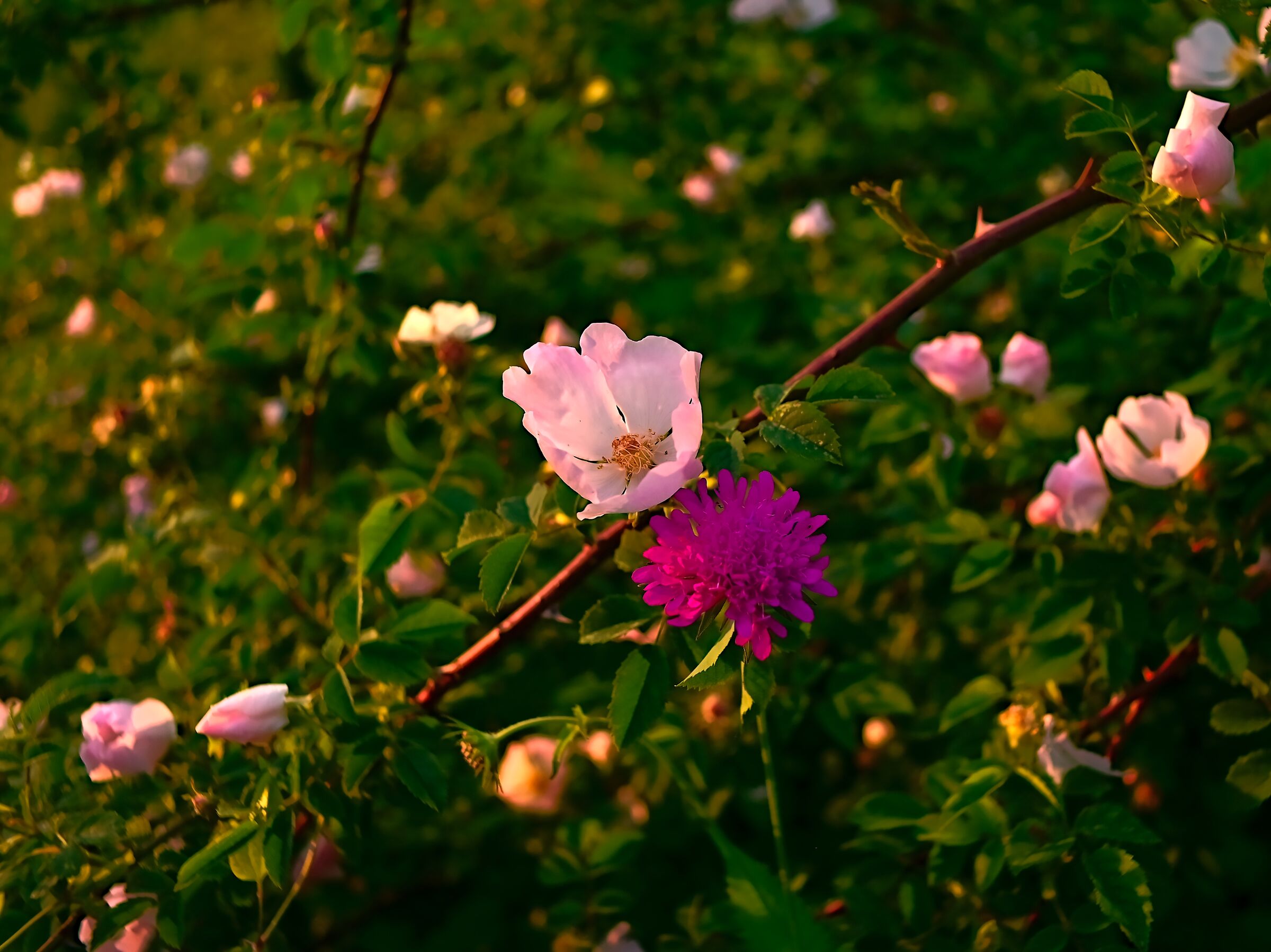 fiore di rosa selvatica