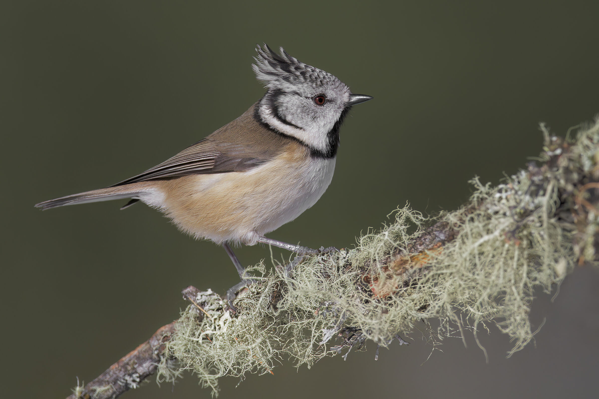 Tufted