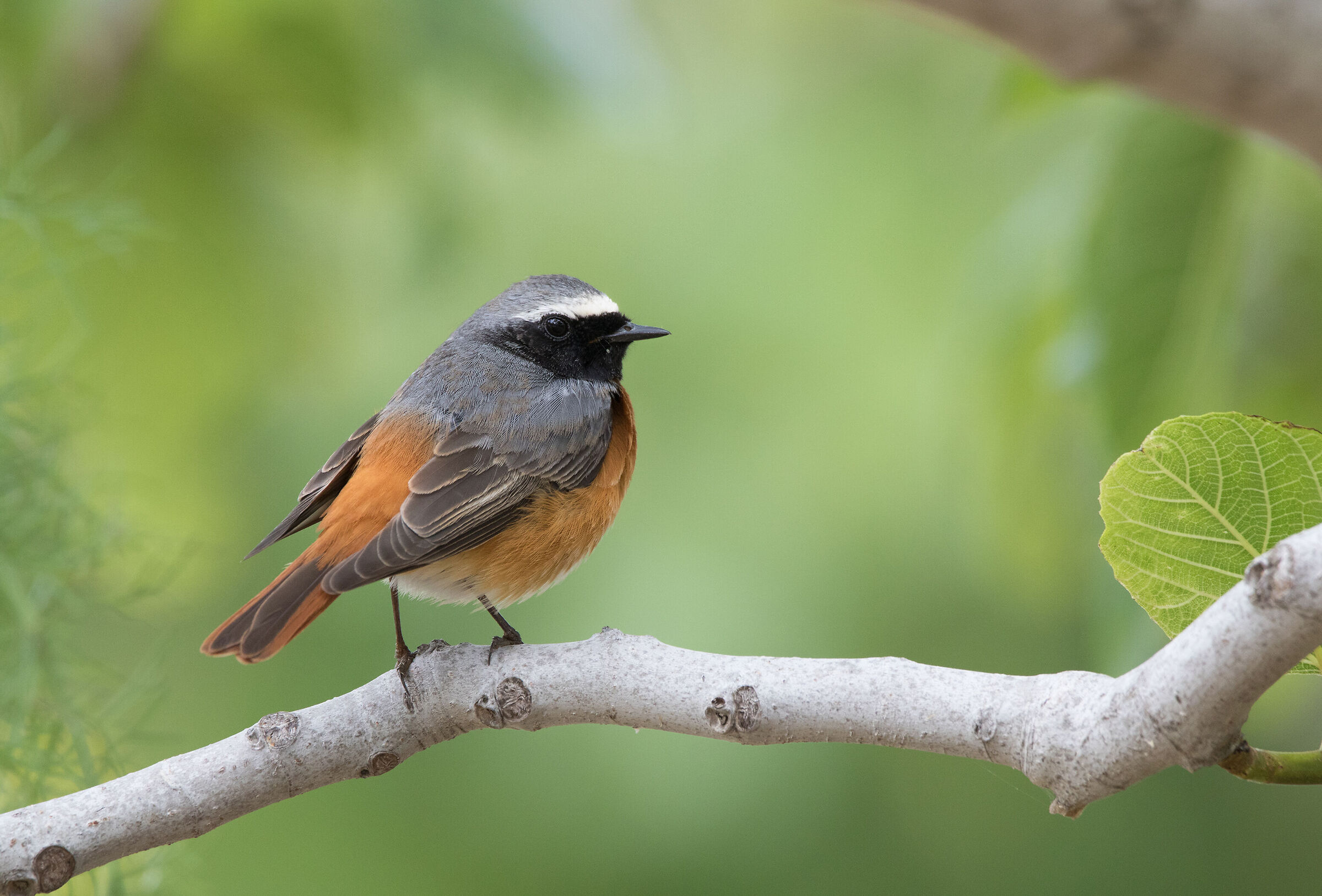 Common Redstart