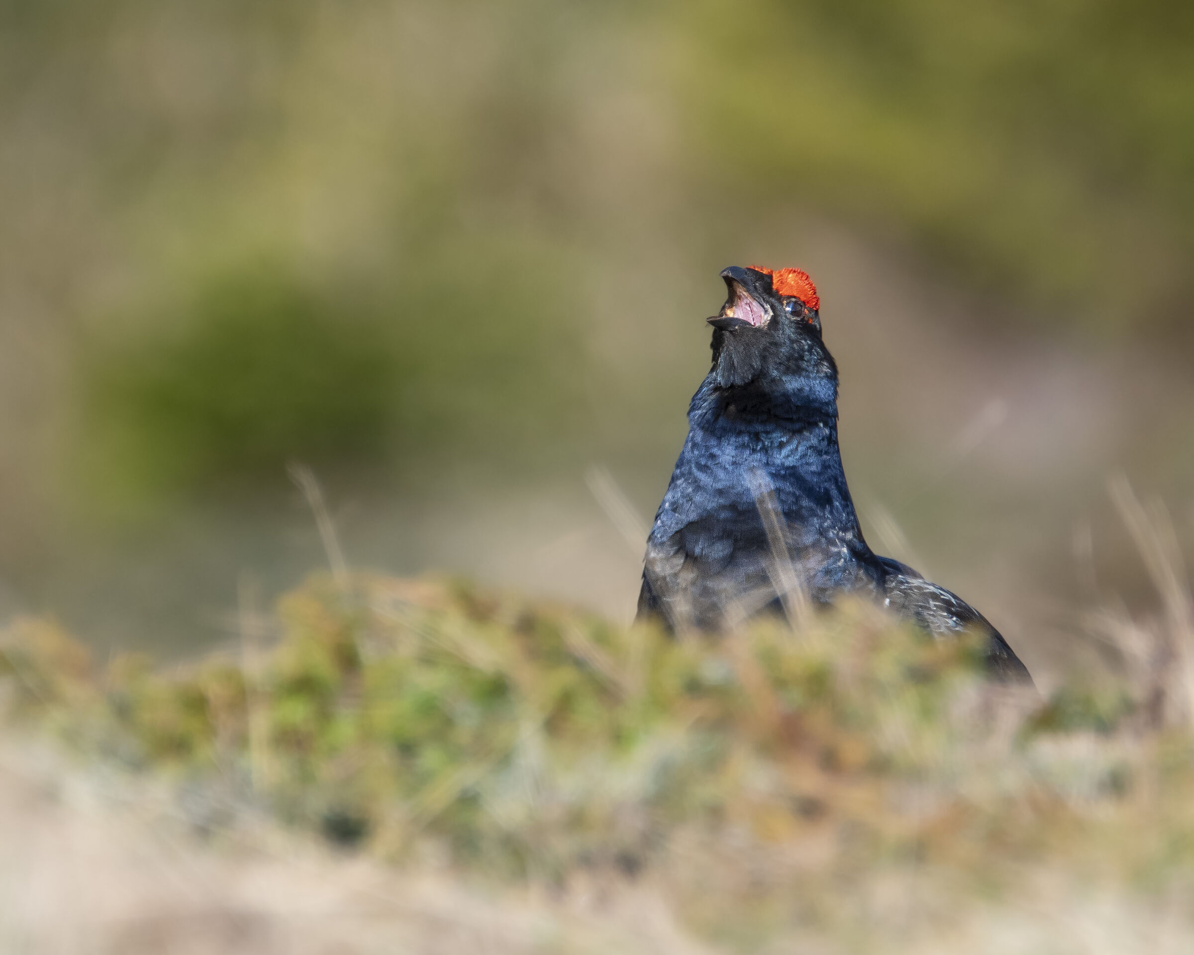 Black grouse