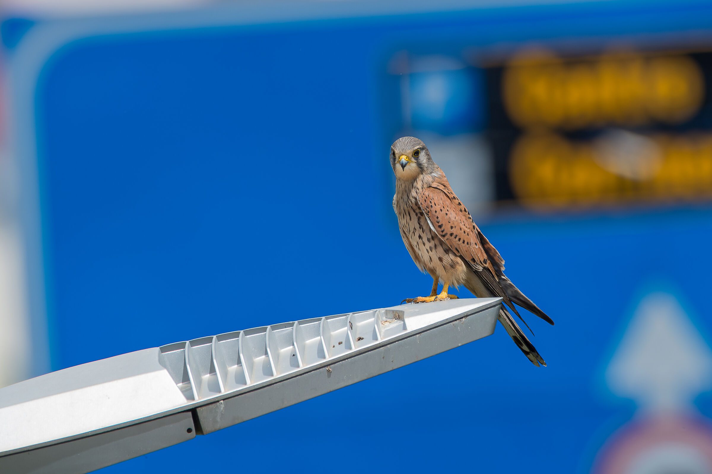 Kestrel