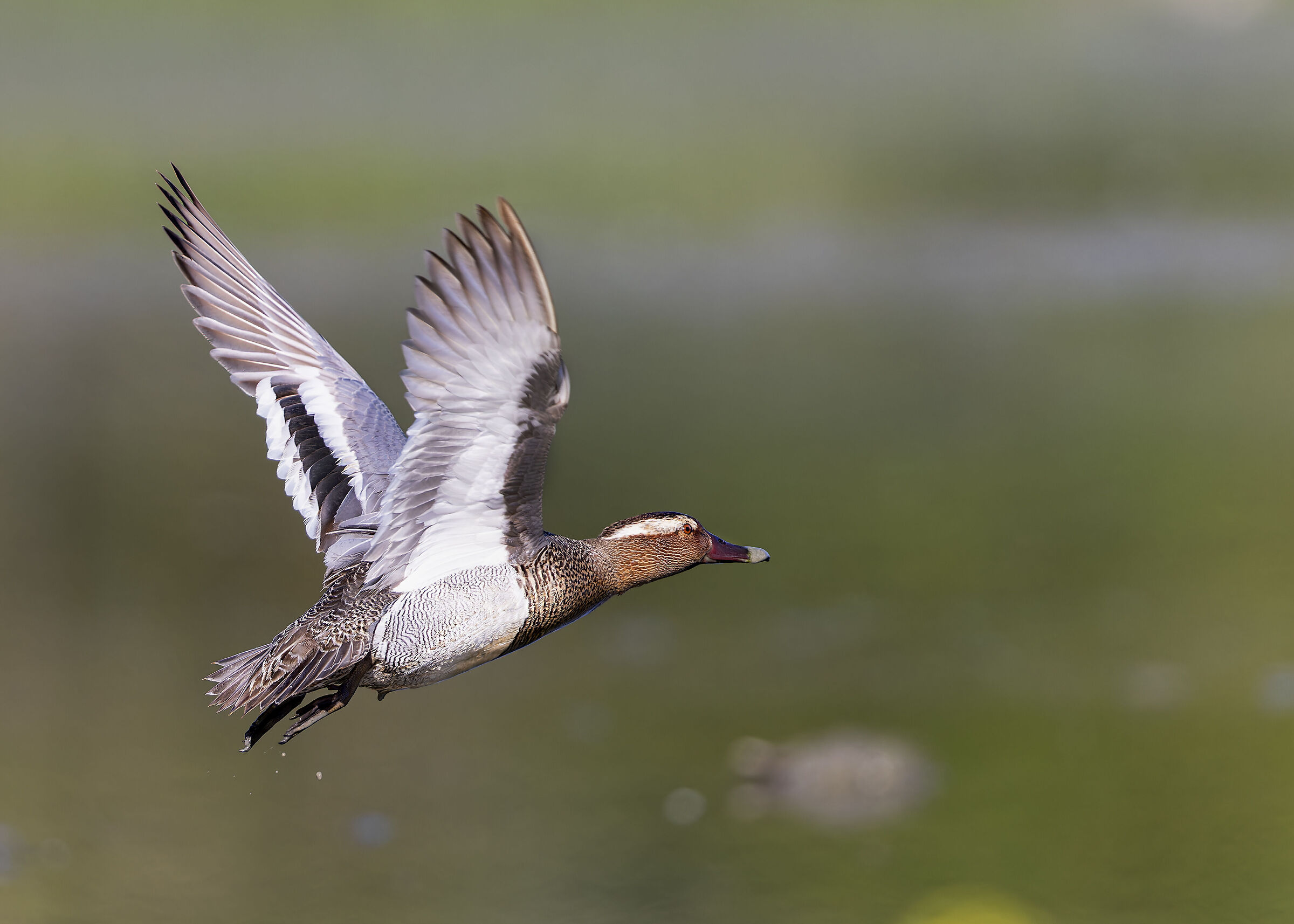 Garganey