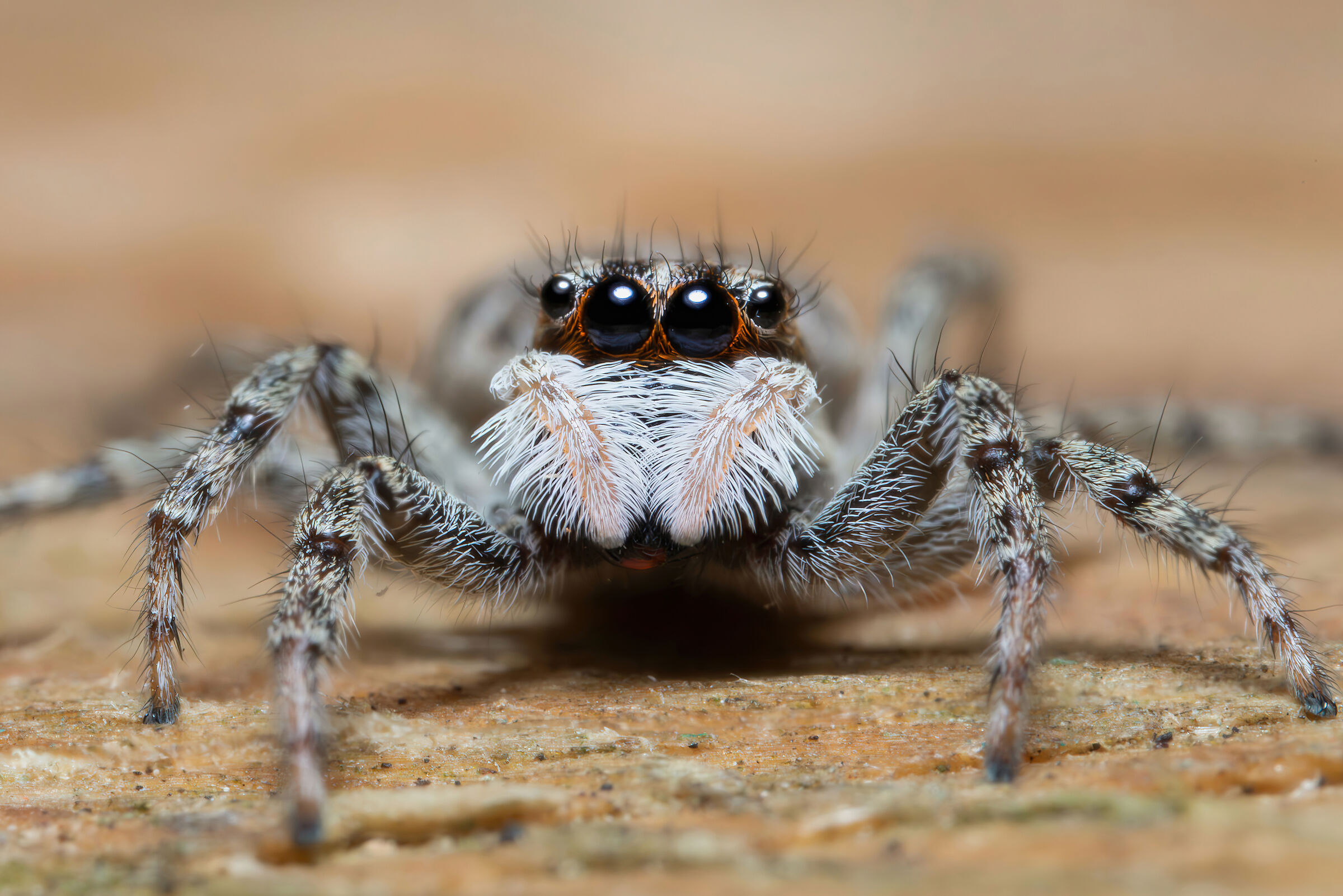 Menemerus semilimbatus