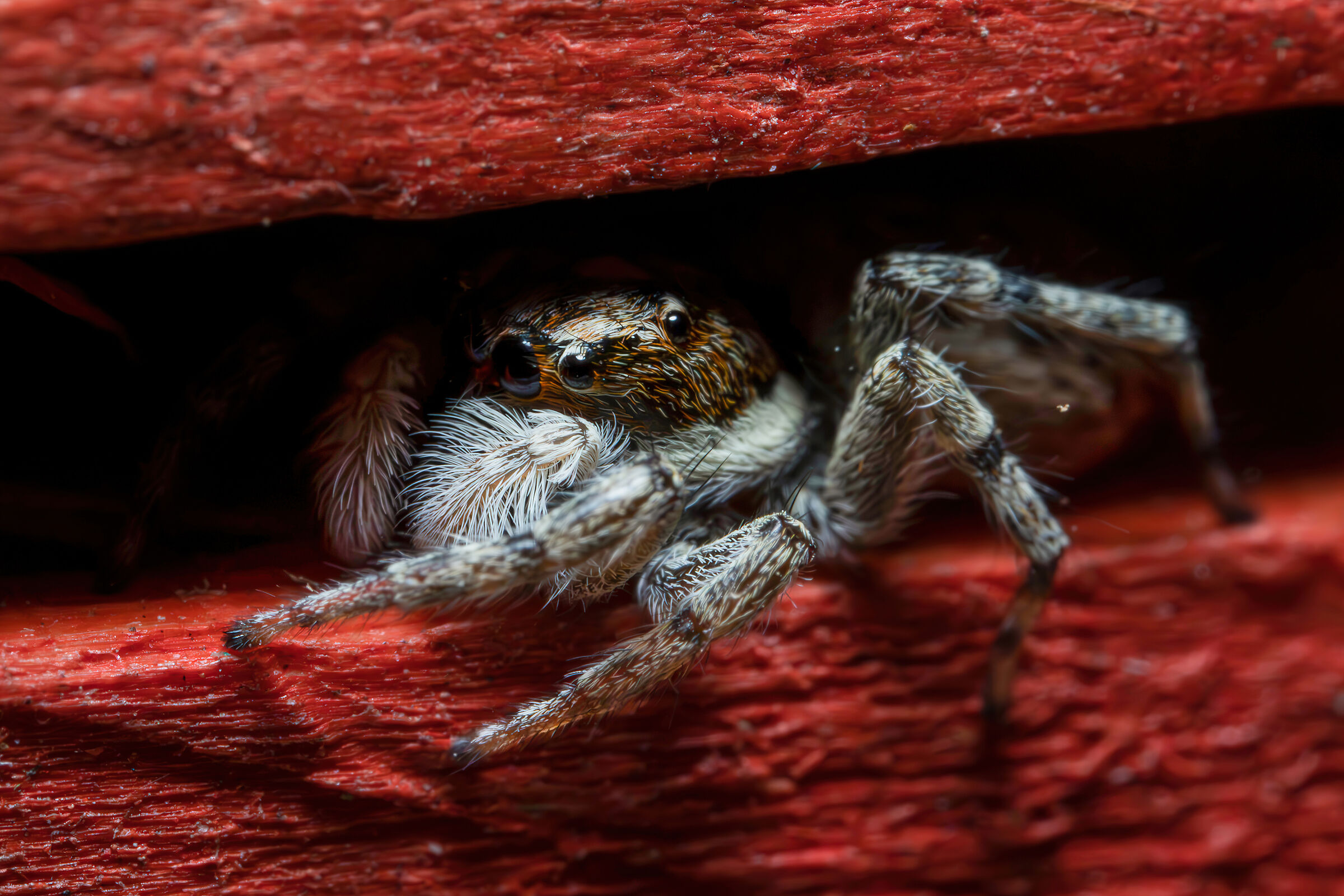 Menemerus semilimbatus