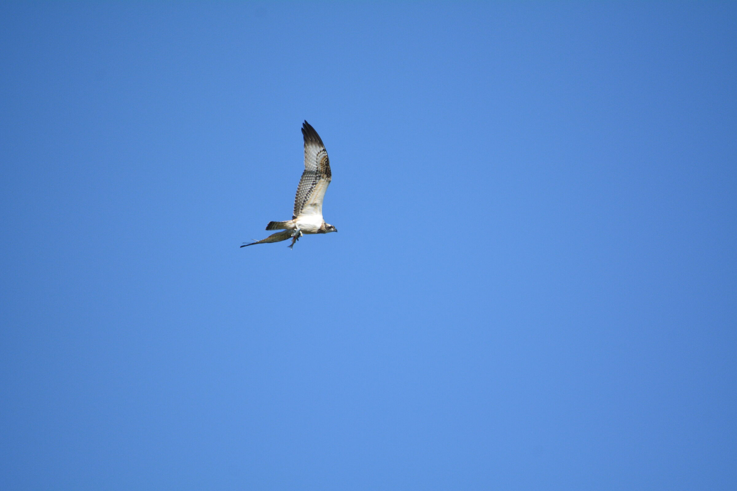 Falco Pescatore con preda