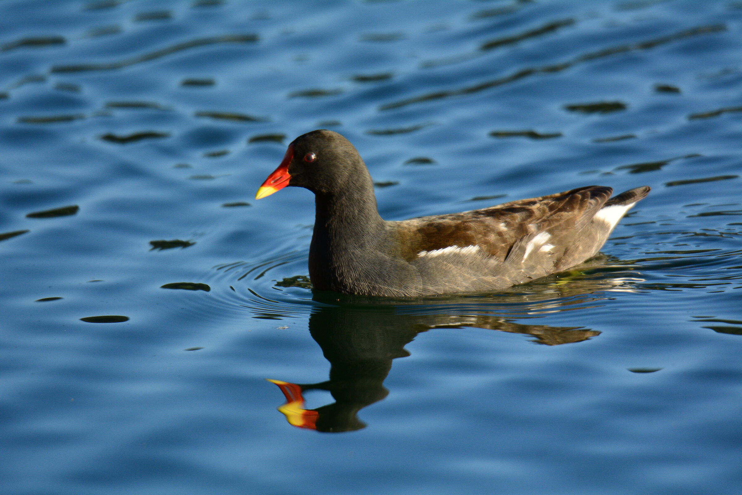 Gallinella d'acqua