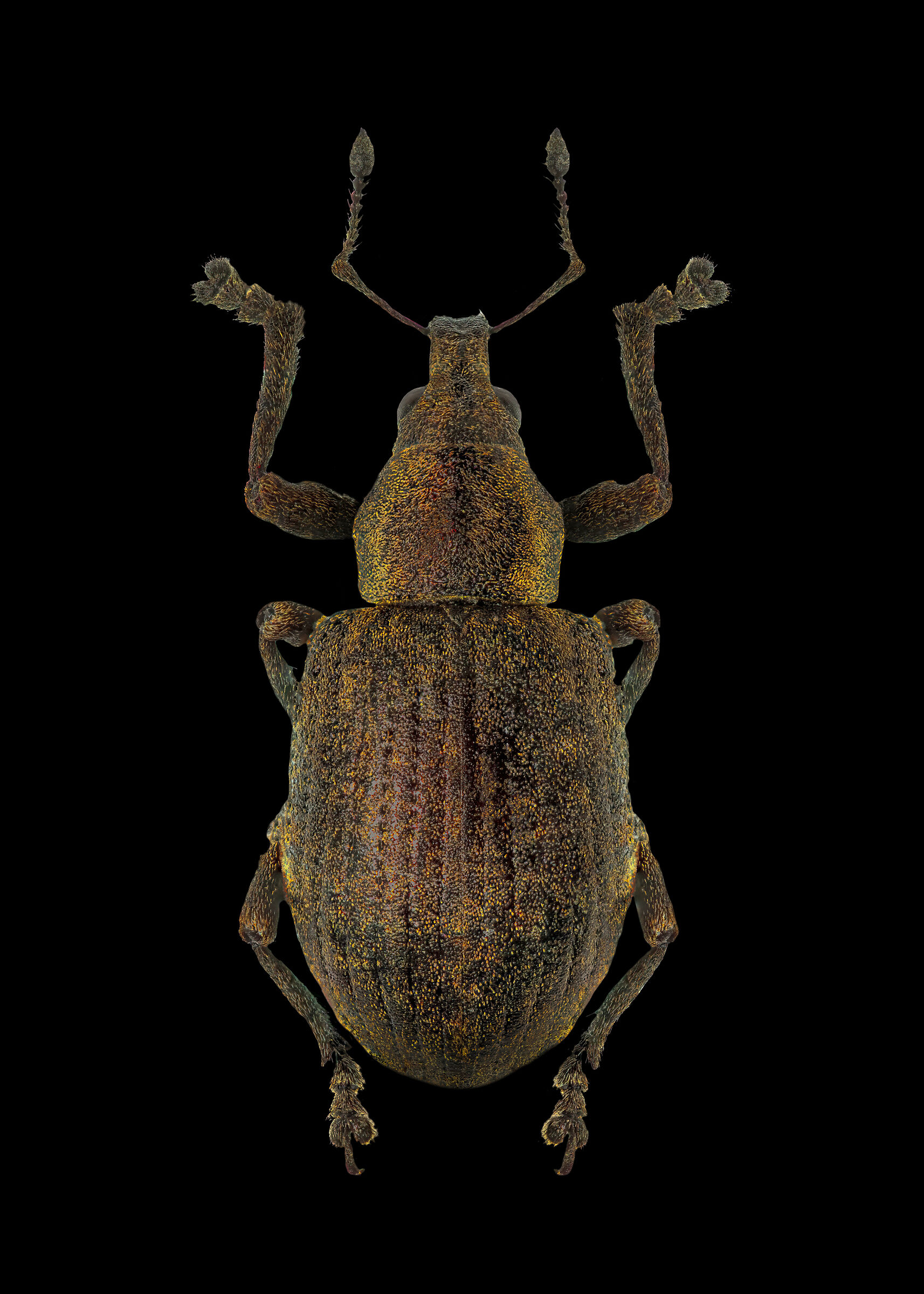Liophloeus (Liophloeodes) gibbus Boheman, 1842