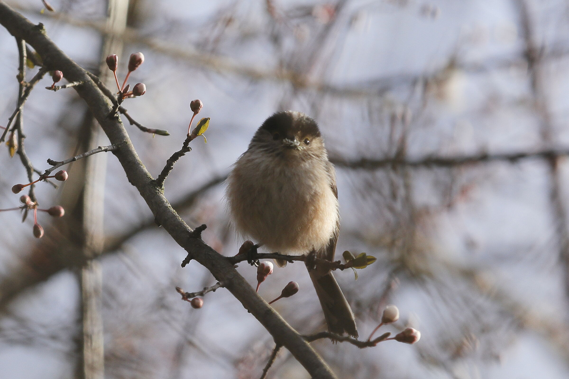 Long-tailed