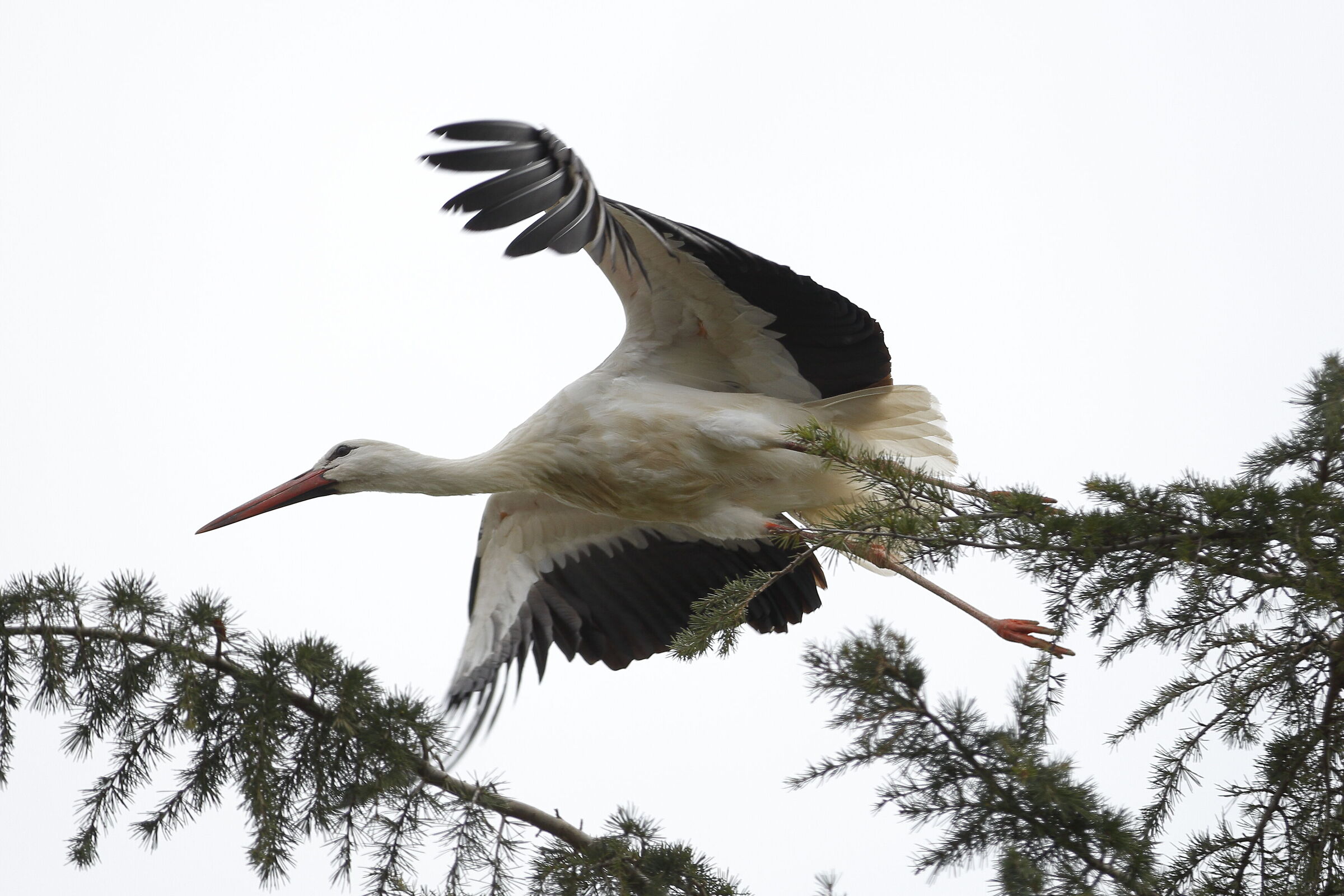 Stork ready for the departure