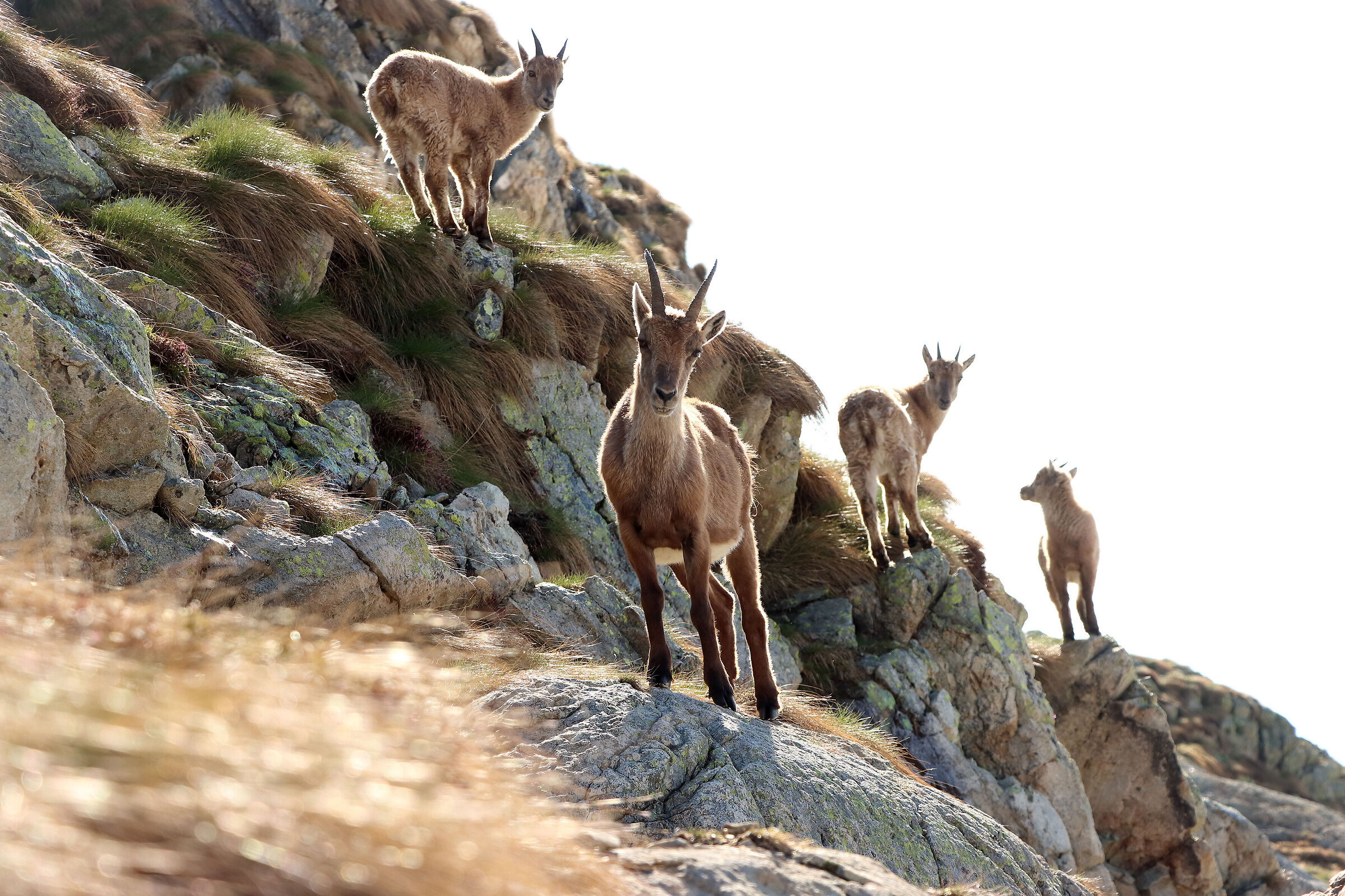 la famiglia...(stambecchi)