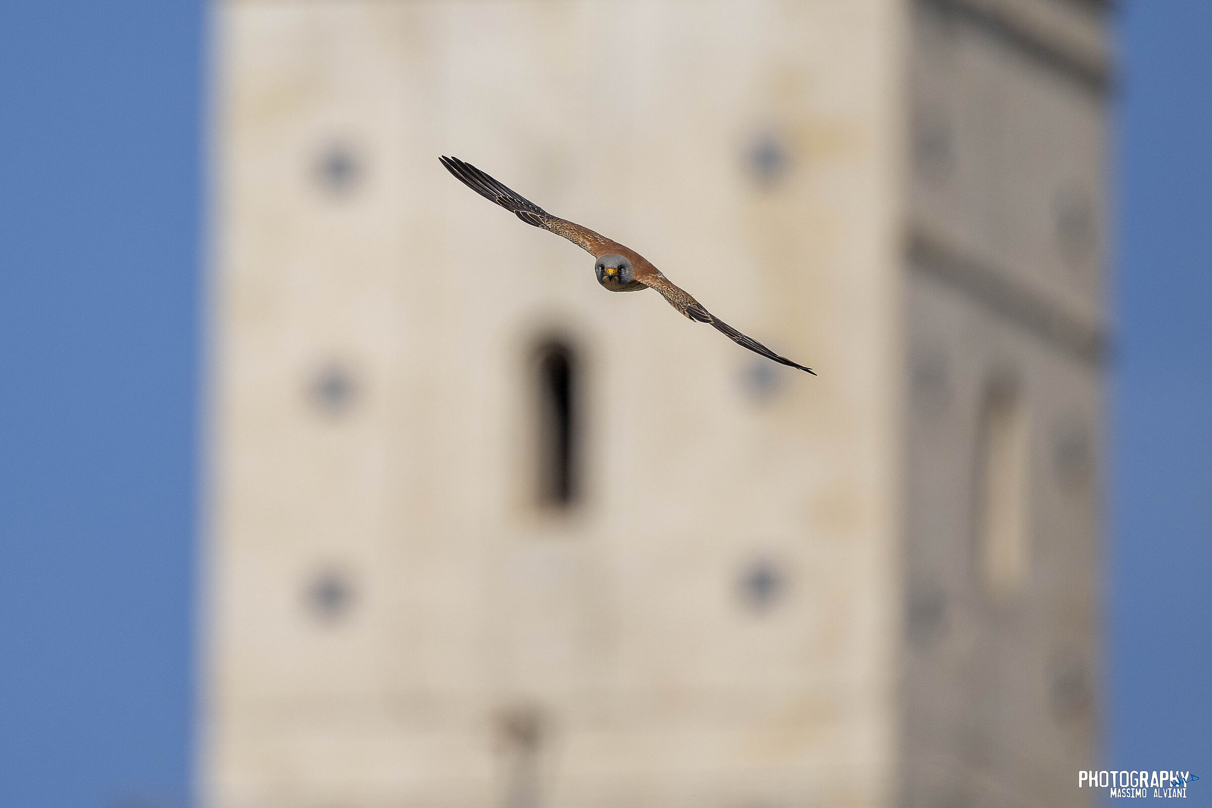 Grillaio e la torre.