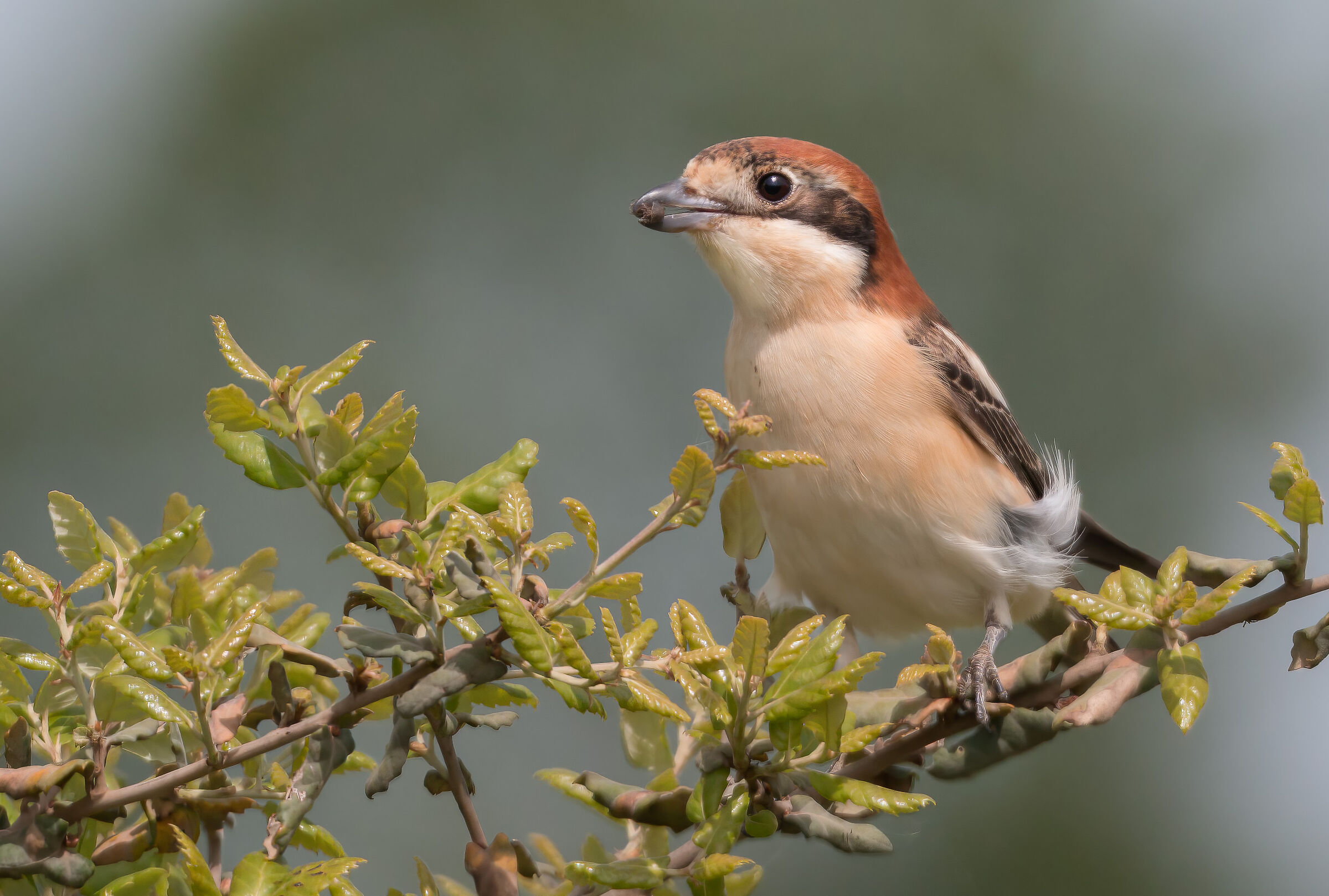 Red-headed Shrike (Lanius senator)